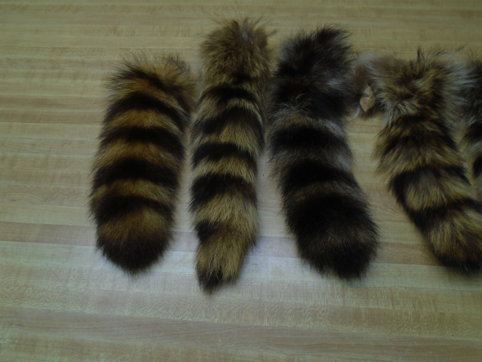 Extra Large Tanned Raccoon Tail #2 Quality