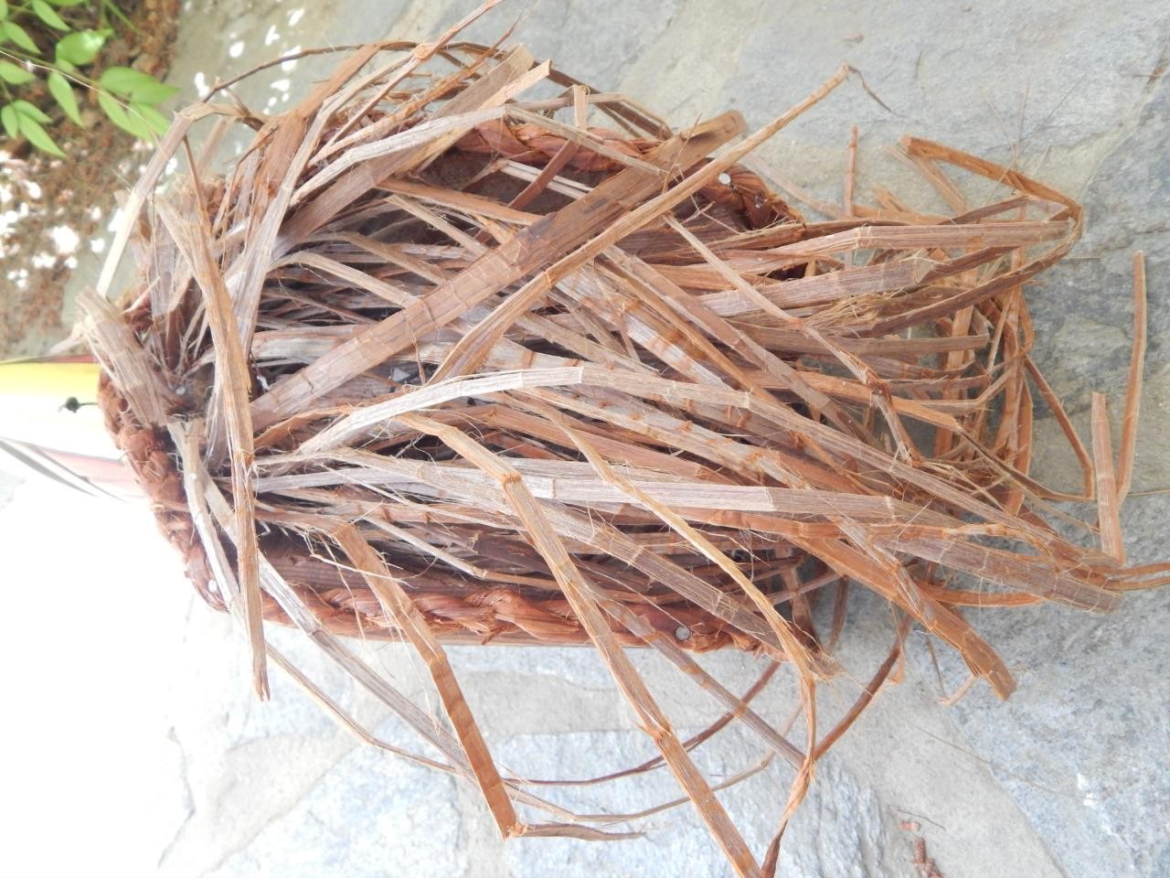 LARGE NW SQUAMISH INDIAN CANADA SGND ARTICULATED EAGLE MASK KURTIS ANTONE XLNT !