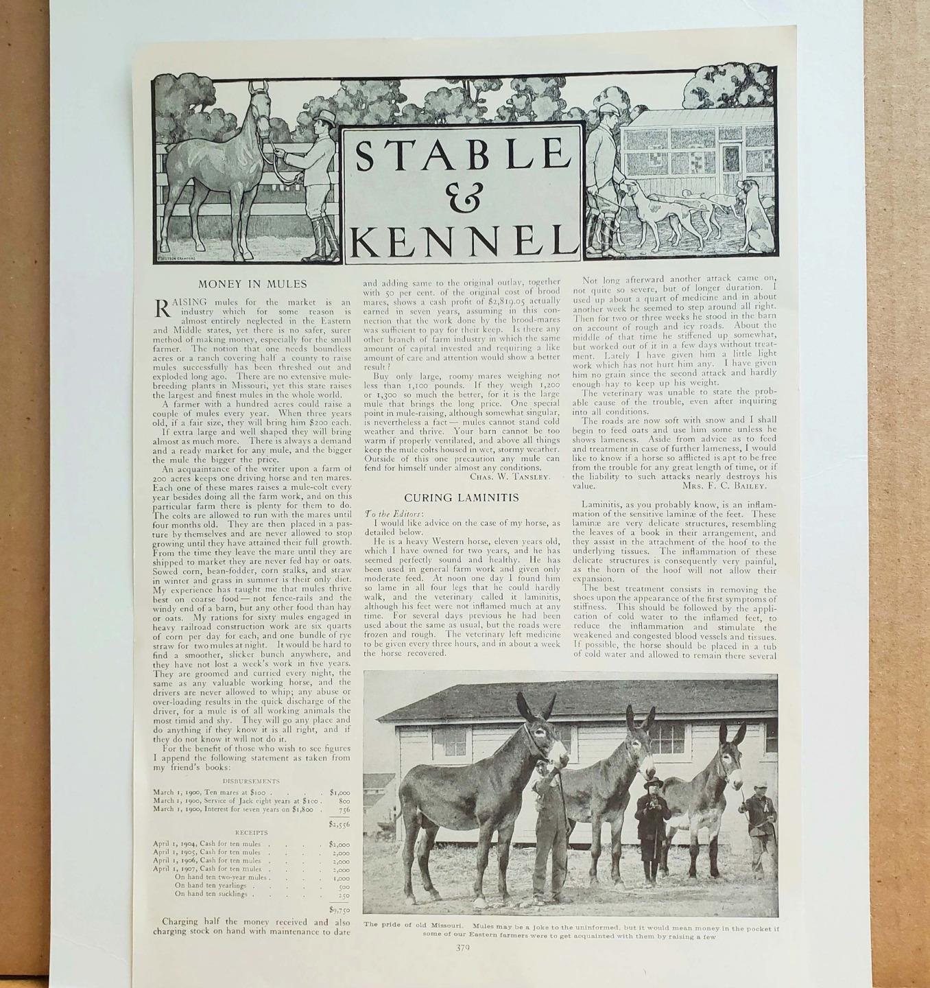 1909 Missouri Mules Fox Terrier Champions Sabine Kennels Go Bang Photo Print Pgs