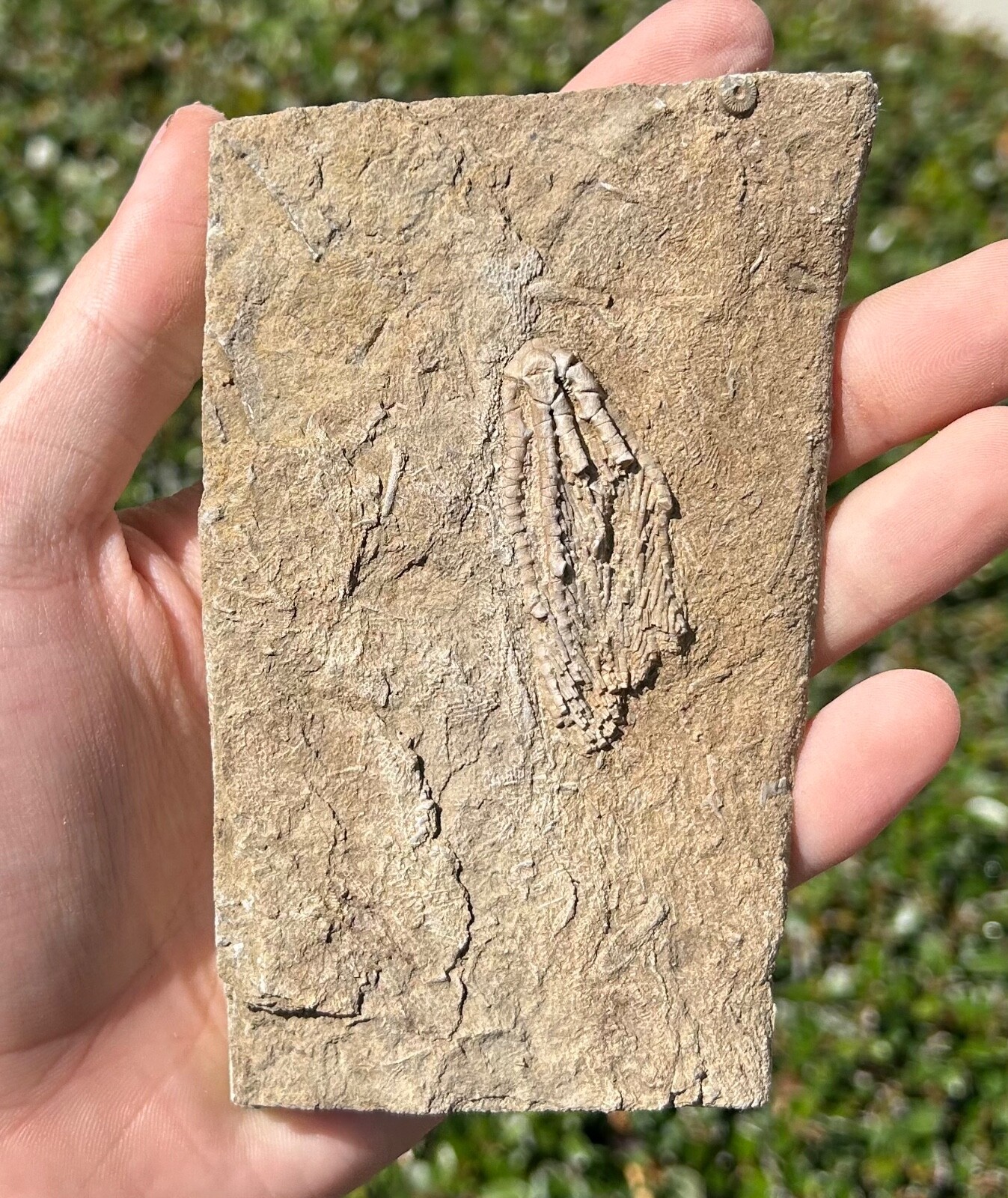 Fossil Crinoid in Matrix Aphelecrinus Alabama Bangor Limestone Formation