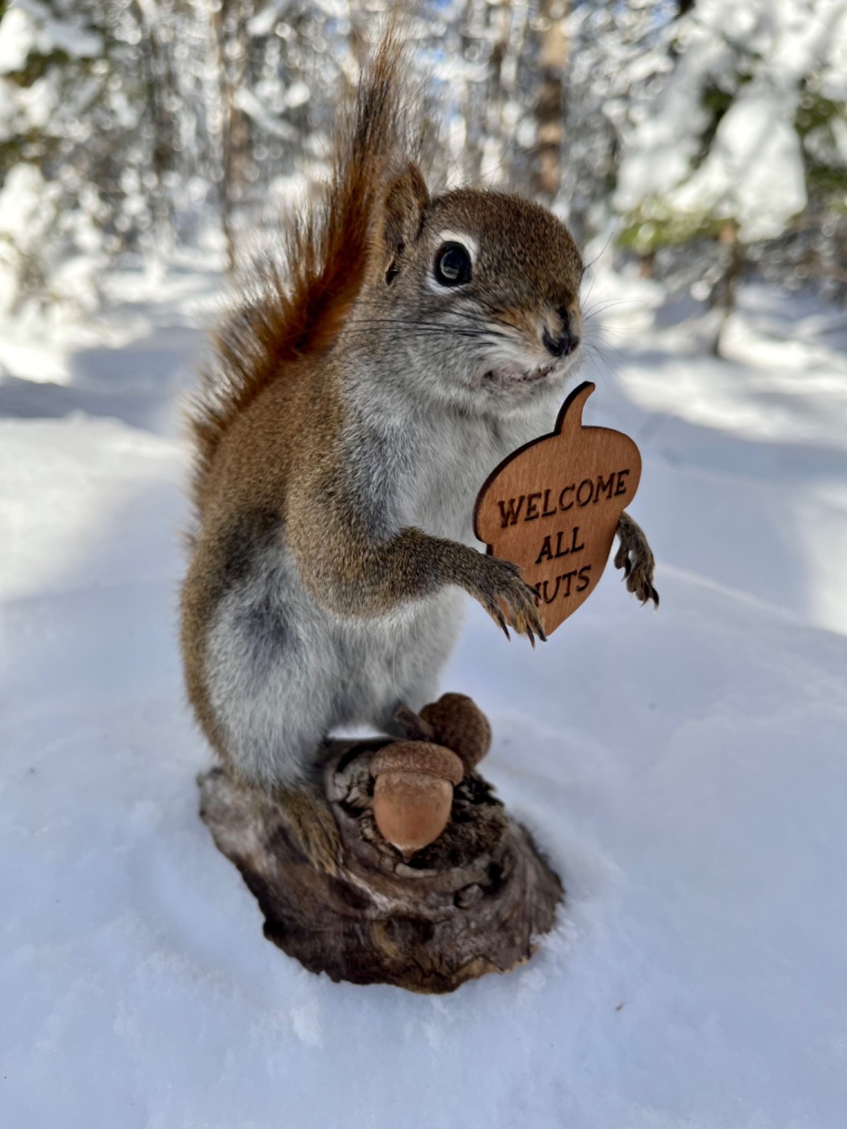 Red Squirrel Taxidermy, Squirrel Taxidermy, Pine Squirrel, Adirondacks, Gift!
