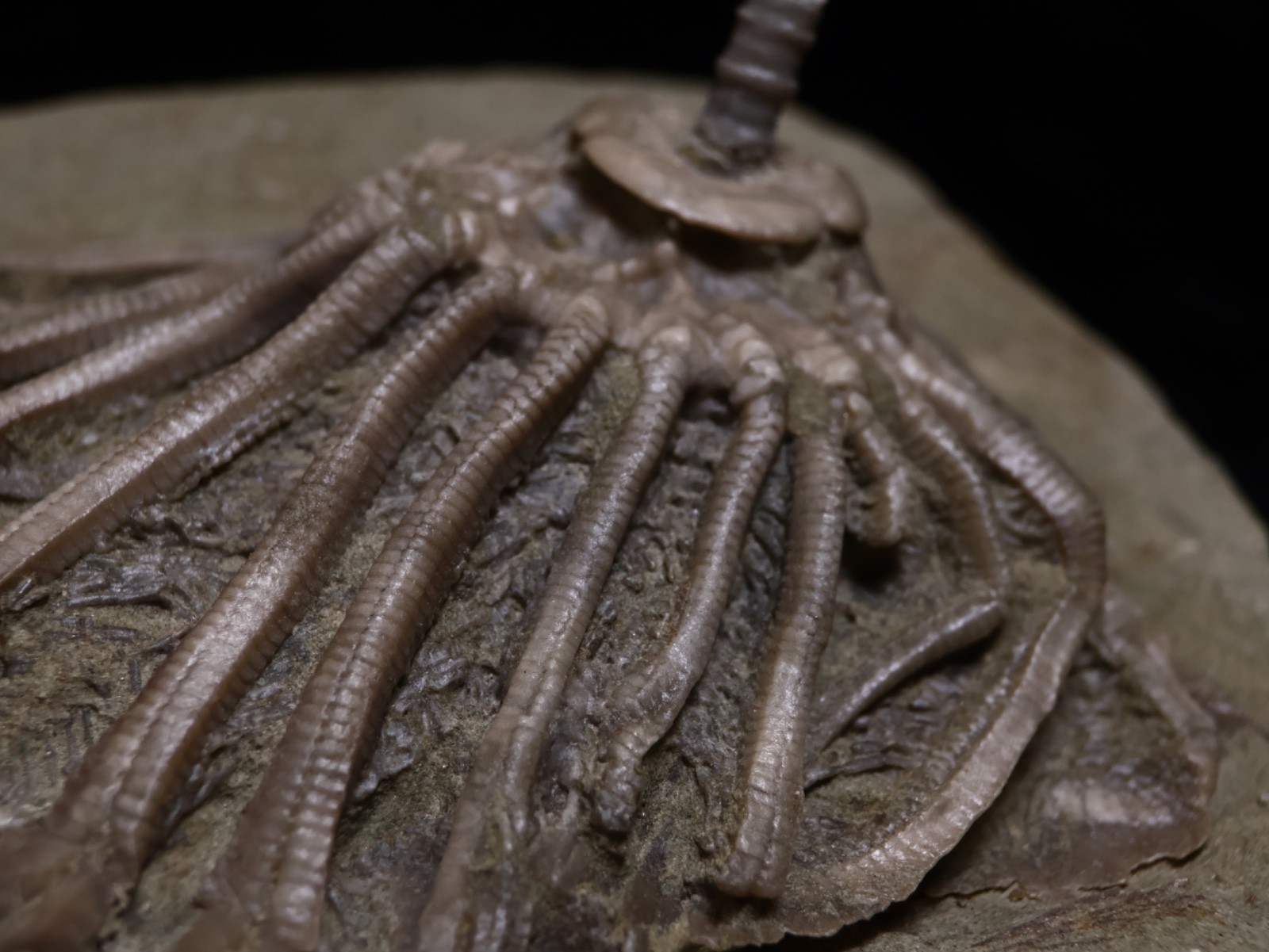 Revealing Fossil Crinoid, Crawfordsville, Indiana