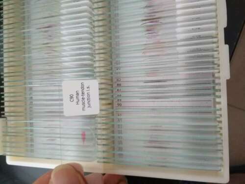100PCS Medical Study Prepared Histological Slides Human Histology Slides Set