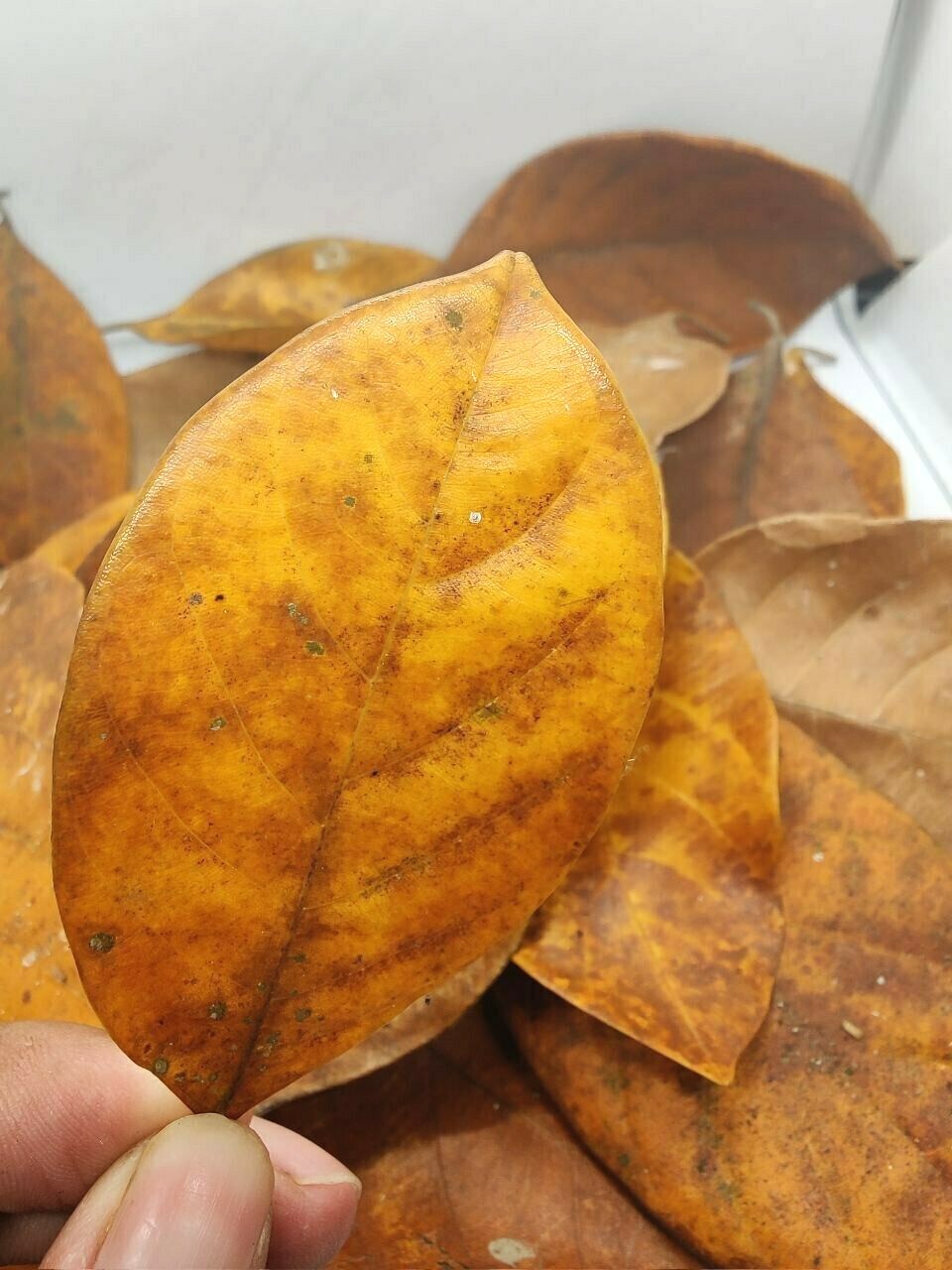100% organic dried Jack fruit leaves Leaves Bio Film Shrimp Aquarium leaves