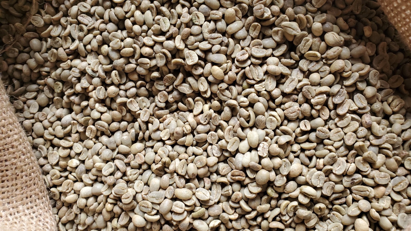 5 LBS HONDURAS HONDURAN FRESH UNROASTED GREEN COFFEE BEANS - ORGANIC ARABICA