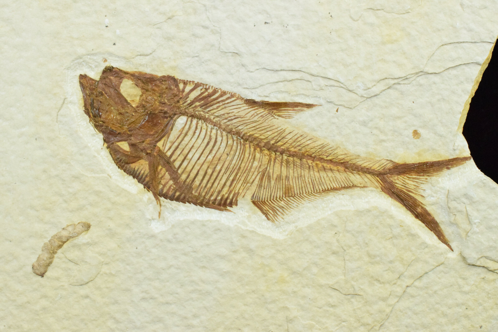 A Grade Diplomystus dentatus Fossil Fish Green River Formation Wyoming