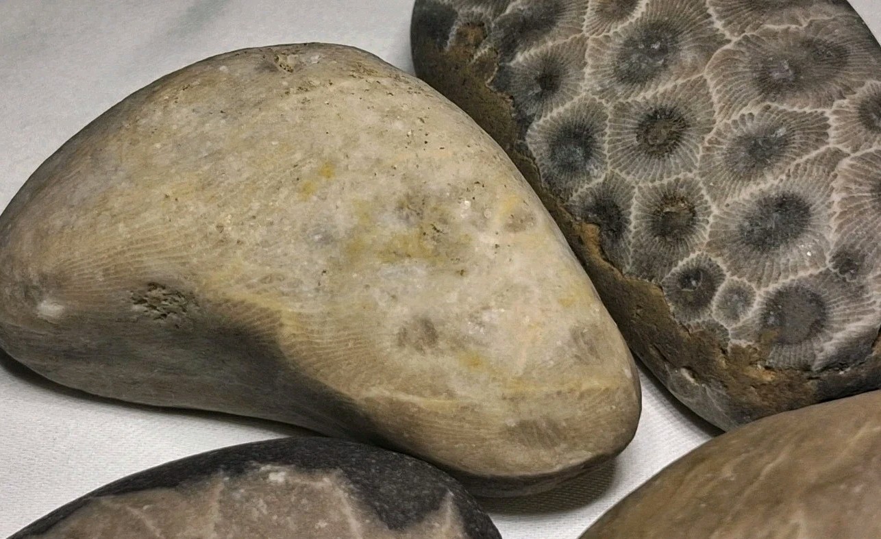 Michigan Petoskey Stone Lot 1 Pound Unpolished Natural Great Lakes Fossil Coral