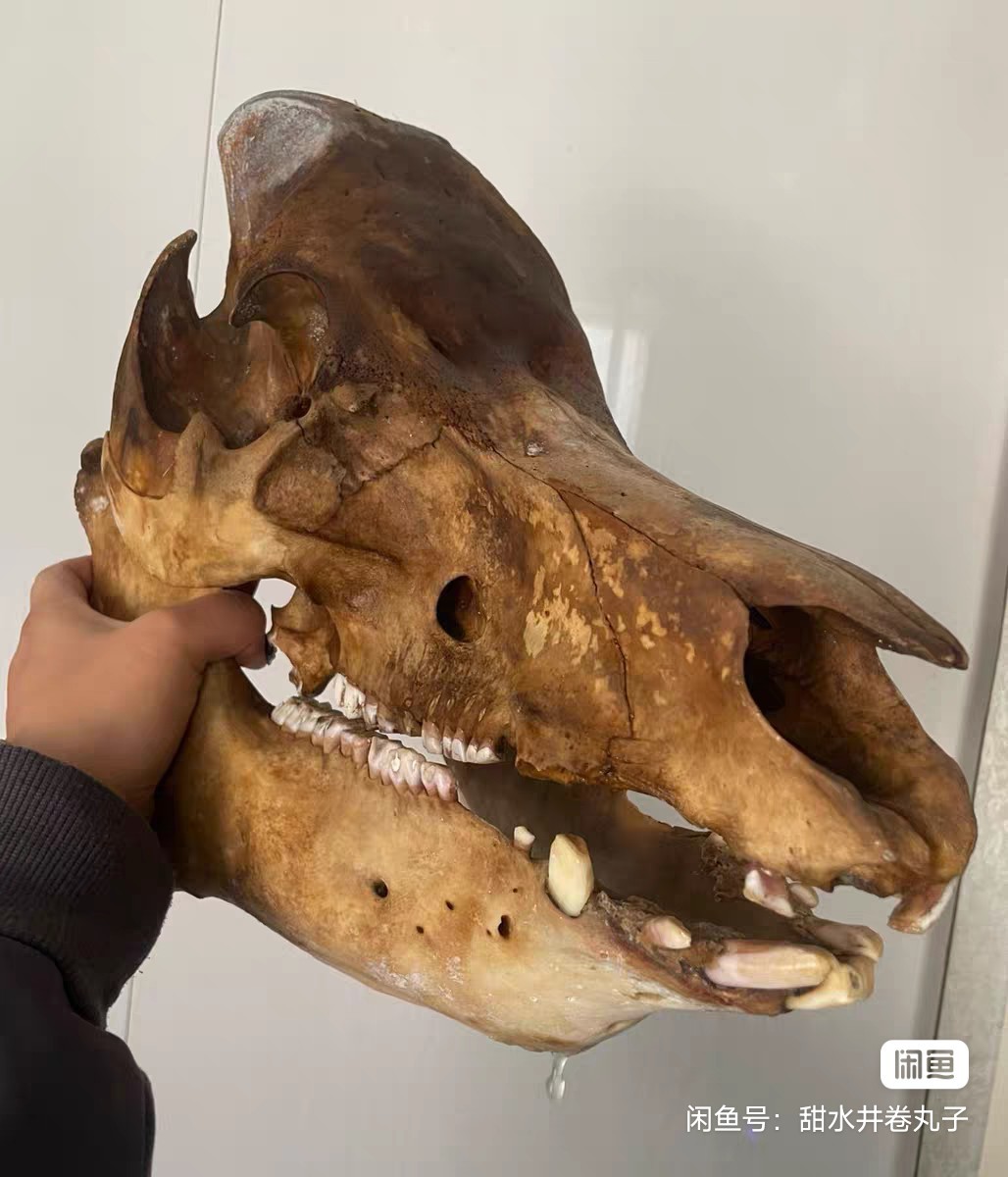 Early Exquisite Bone Fossils - Ancient Fossil Specimens