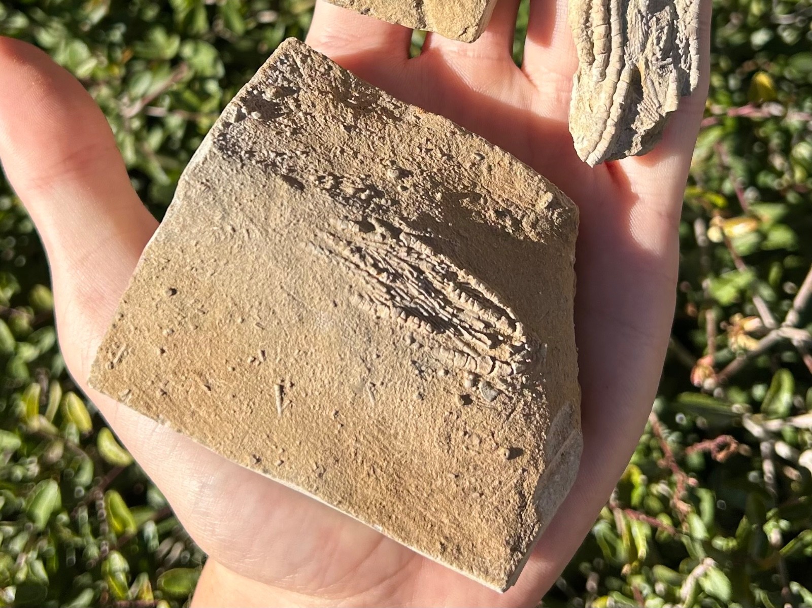 Crinoid Fossils in Matrix LOT OF 3 Alabama Phanocrinus Aphelecrinus Bangor Fm