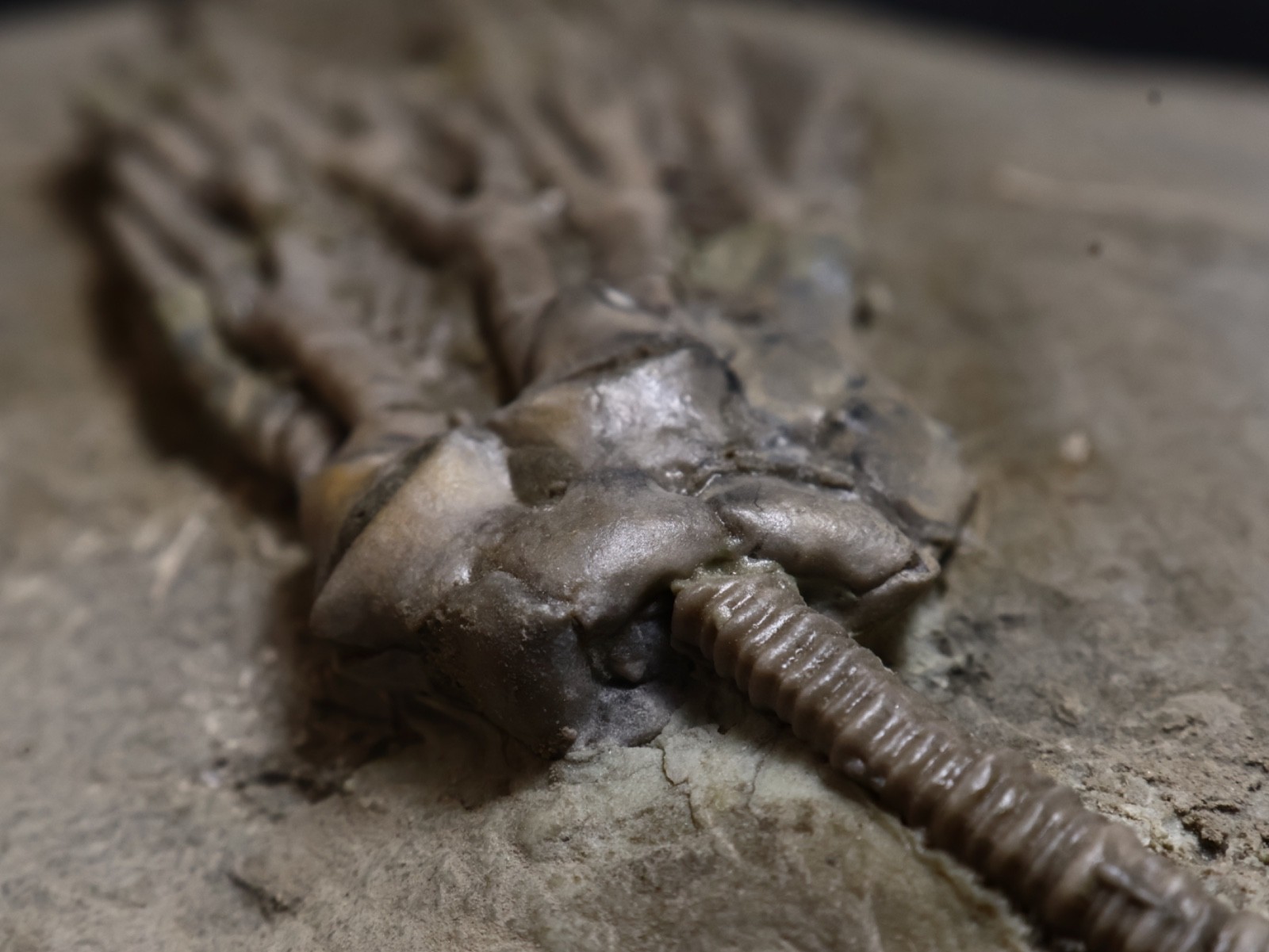 Big Abrotocrinus unicus Fossil Crinoid, Crawfordsville, Indiana