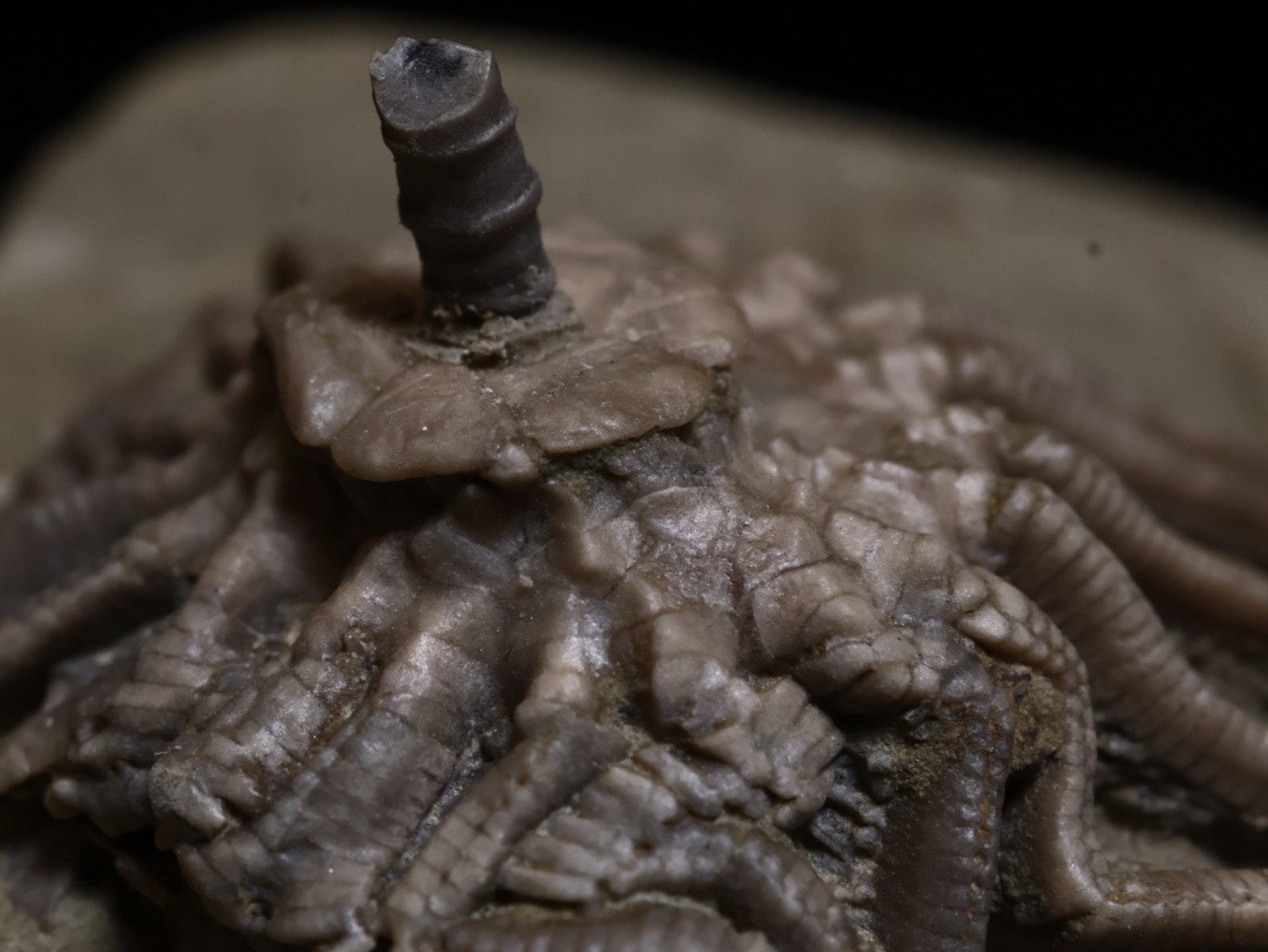 Revealing Fossil Crinoid, Crawfordsville, Indiana