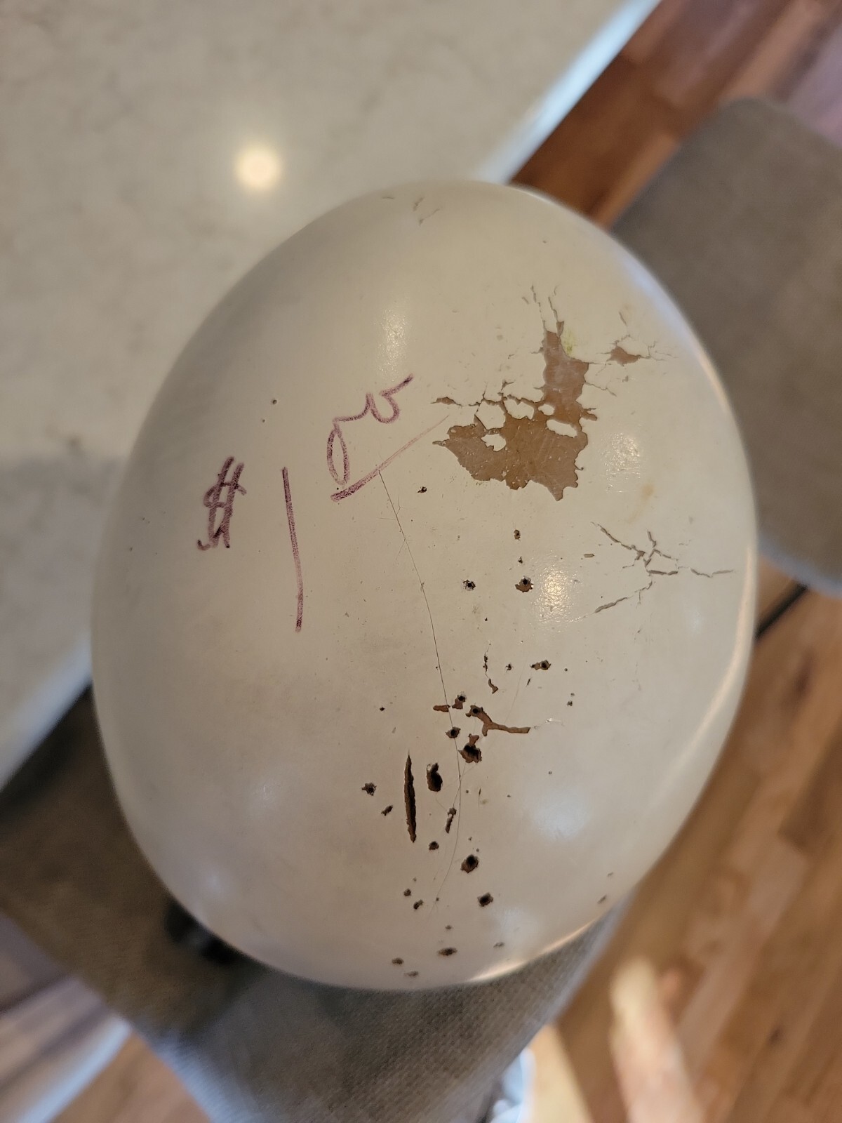 25" 1960’s . Audrey Hepburn Style Mannequin Display