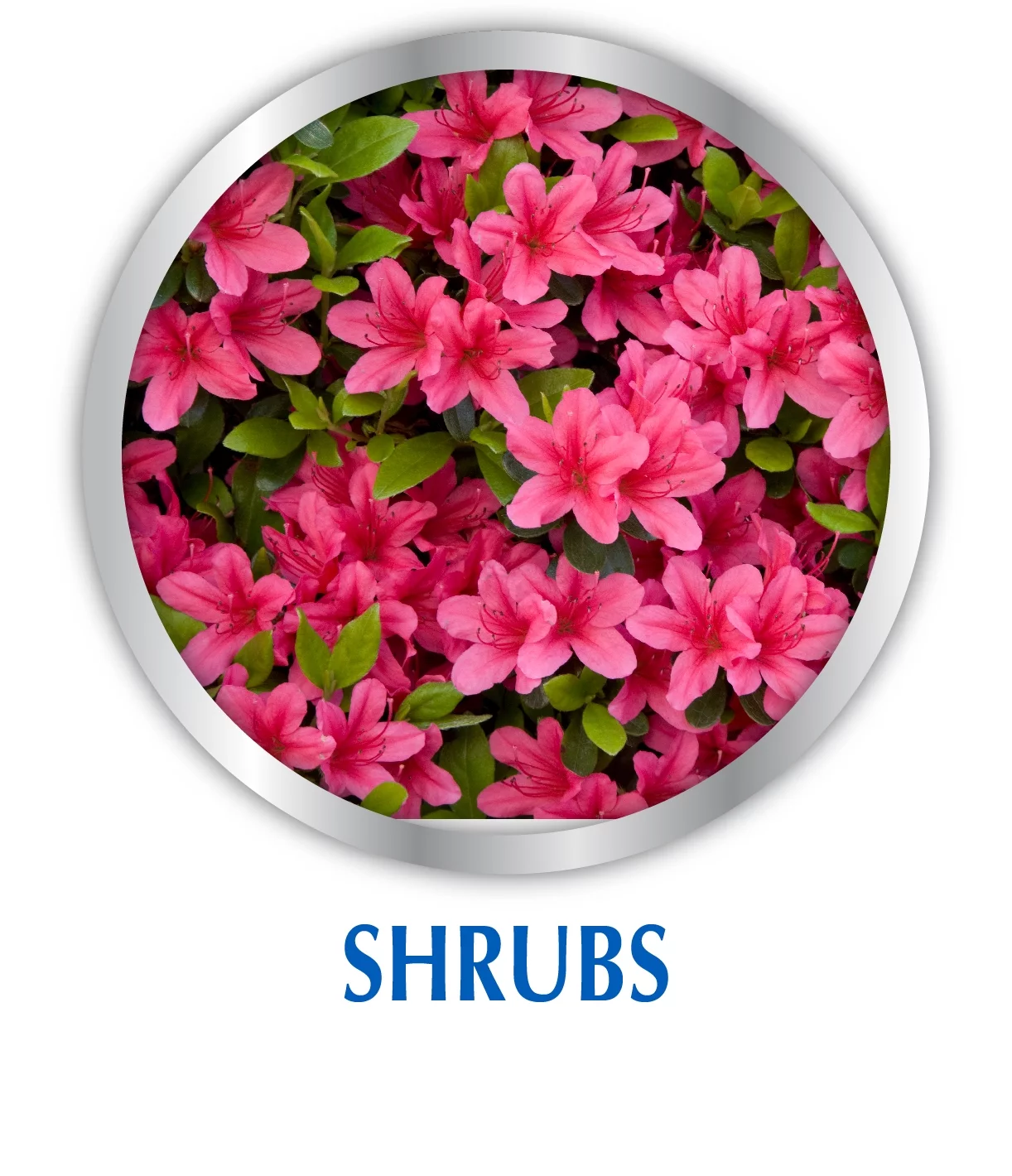 Fish Emulsion Plant Food, 5-1-1 Fertilizer