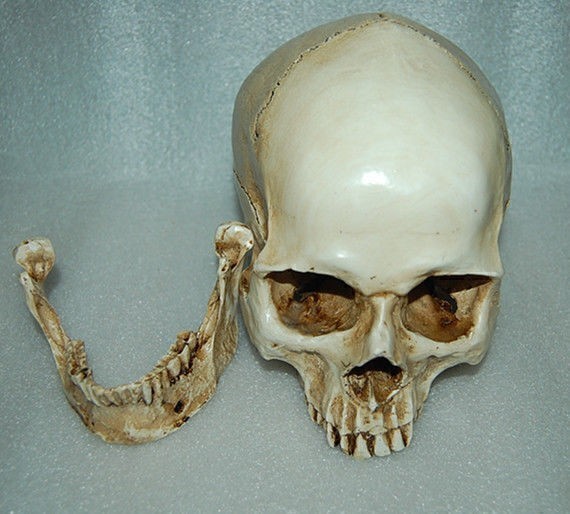 Resin Replica 1:1 Life Human Anatomy Skull Collectable Bar Decoration Teaching