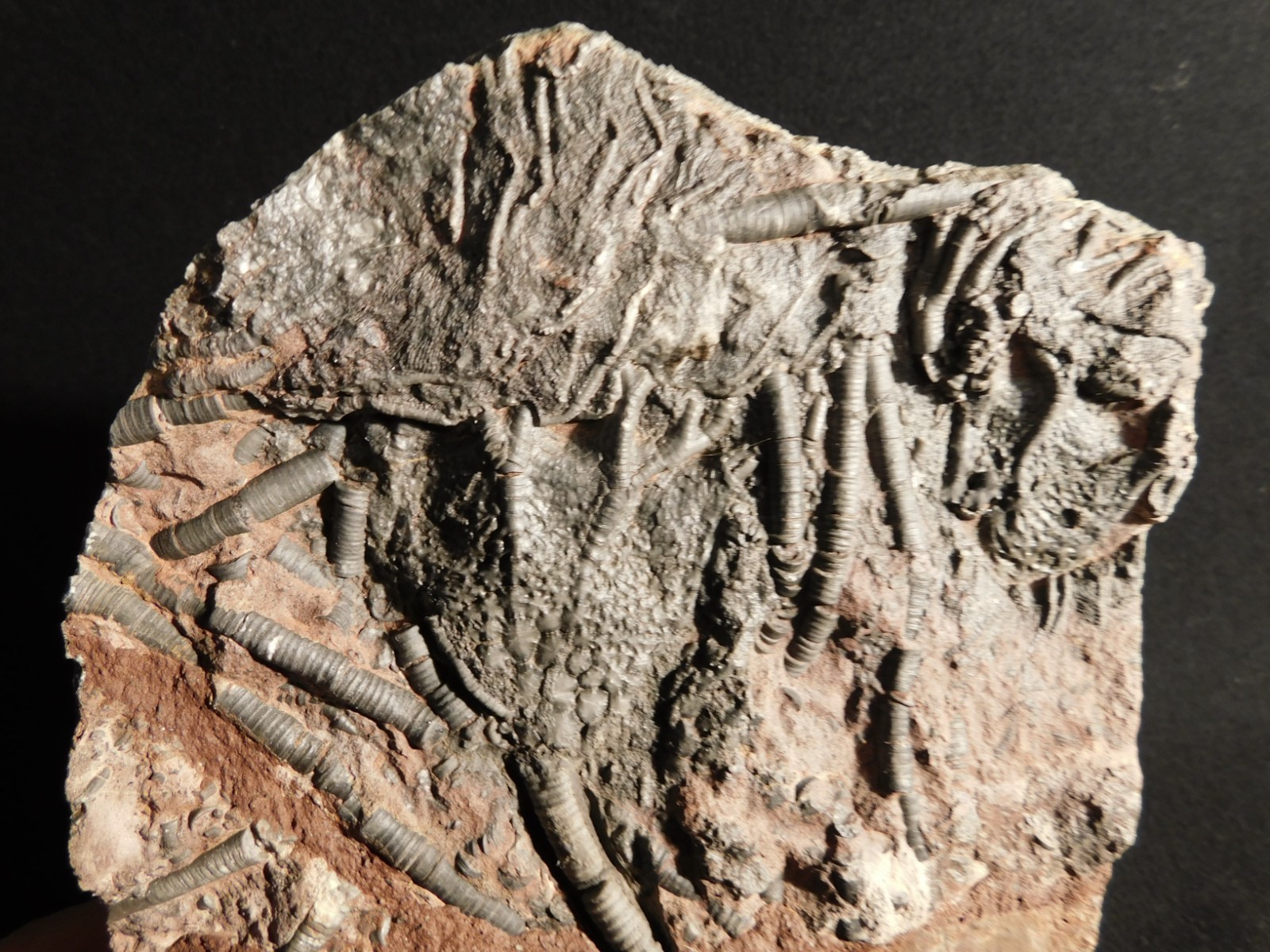 LARGER! 430 Million Year Old! CRINOID Fossil or Sea LILY Fossil Morocco 1221gr