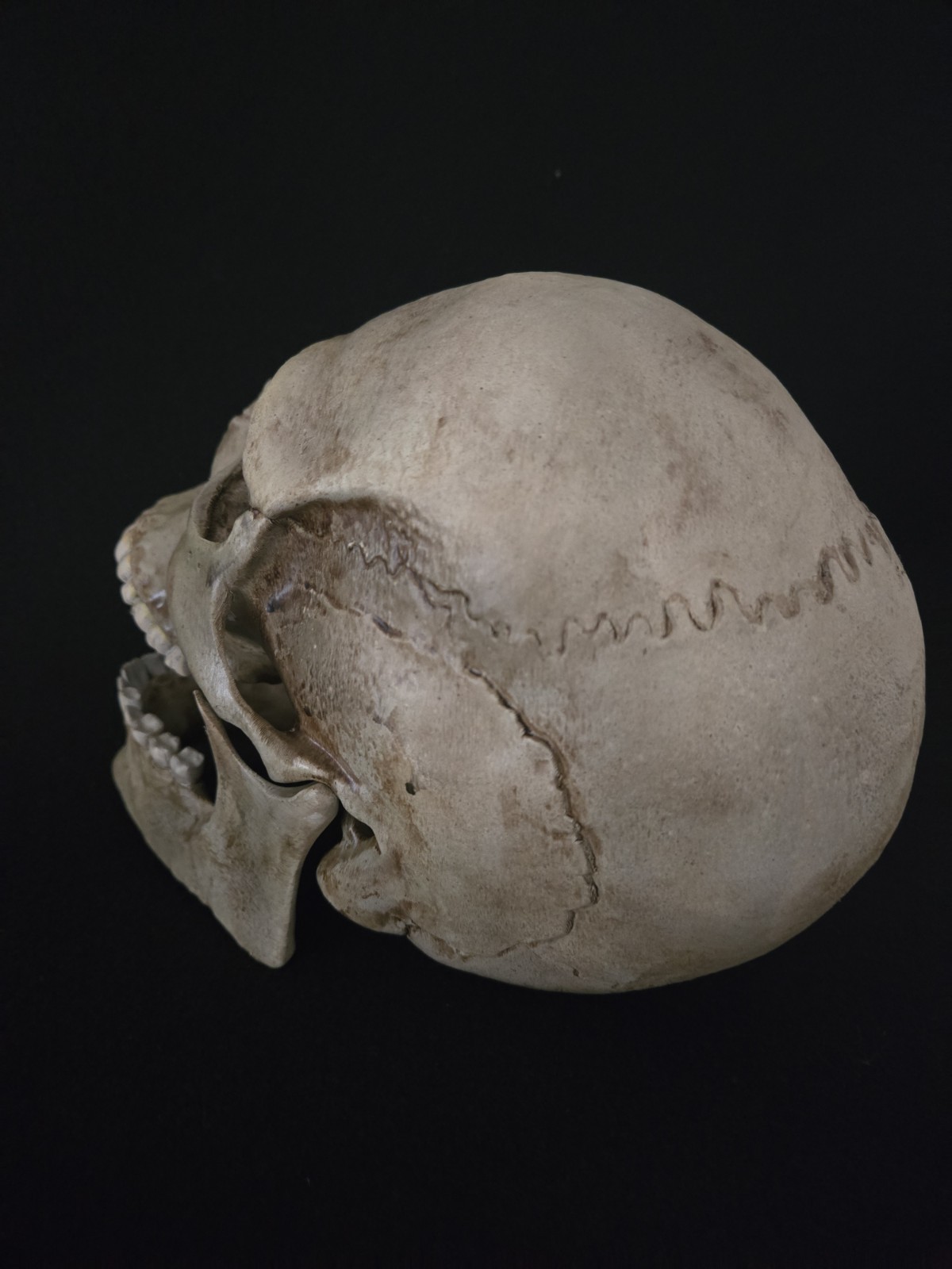 Skull Human With Jaw "Large Life Size" Realistic Replica