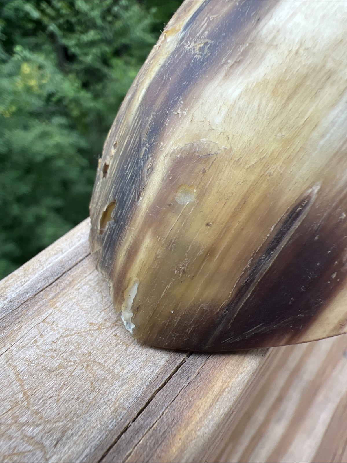 Original Native American Indian Hand carved Goat Horn Spoon; Late 19th Cent.