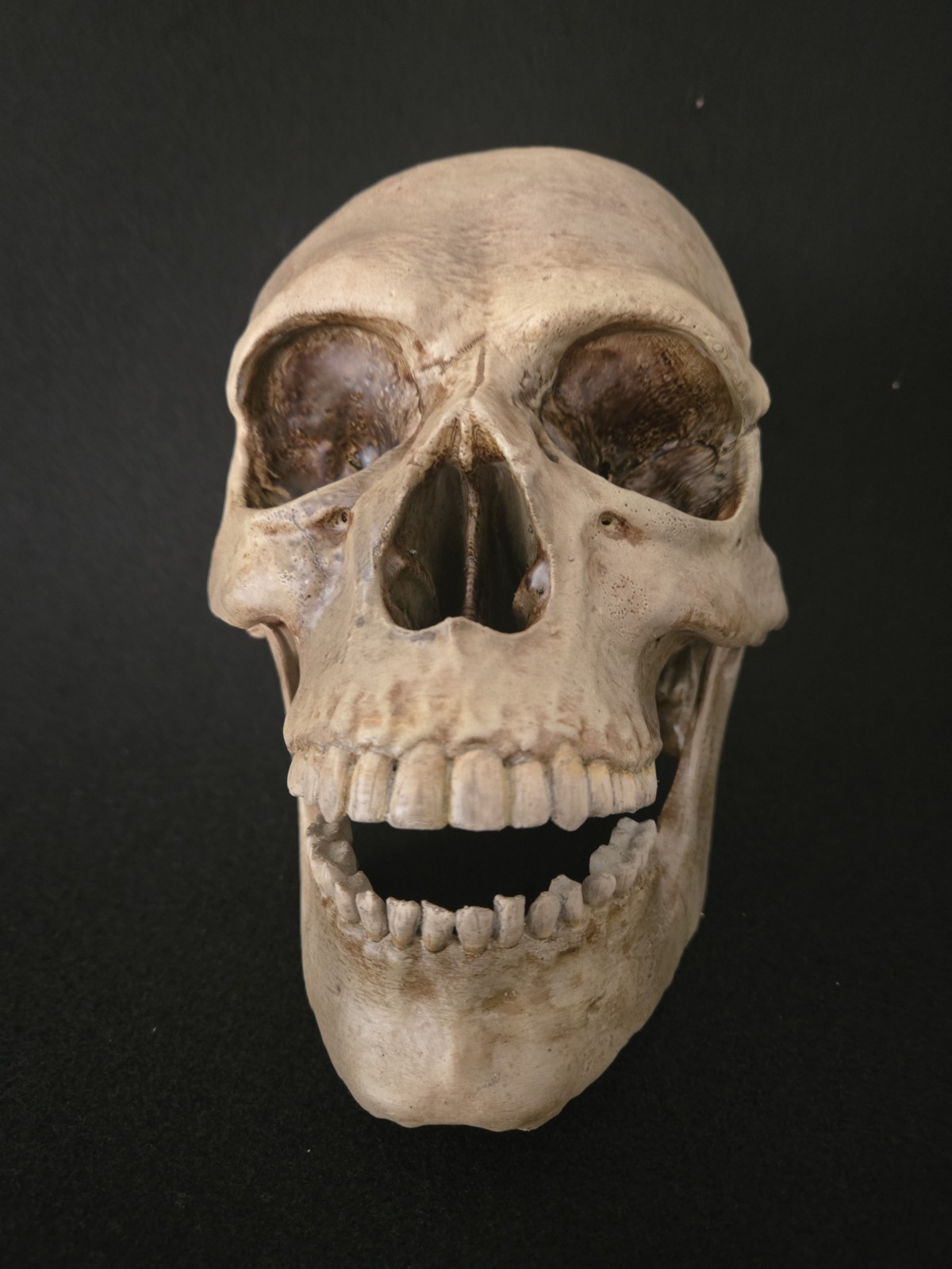 Skull Human With Jaw "Large Life Size" Realistic Replica
