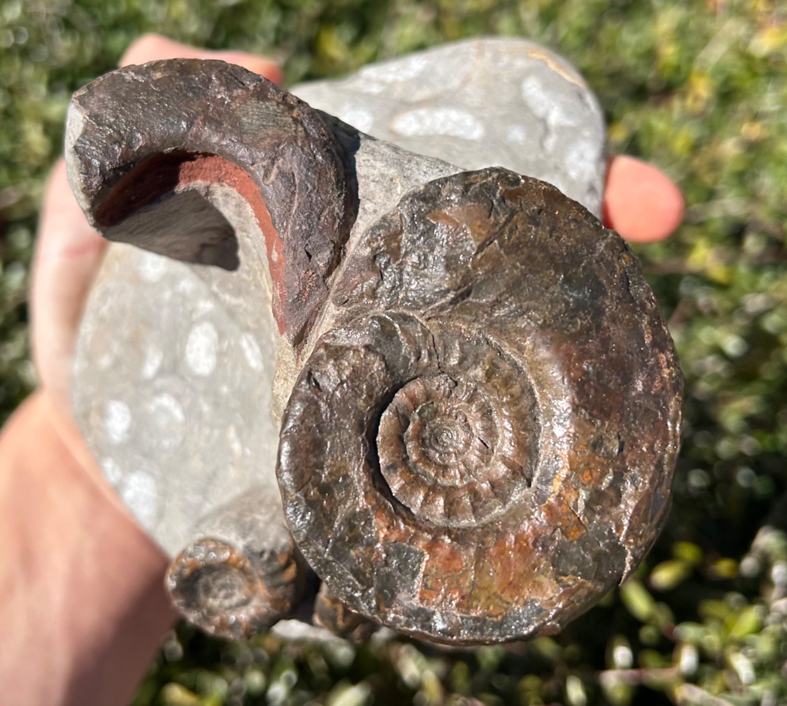 Devonian Fossil Ammonites Multi Plate Matrix Cluster Morocco 5.09”