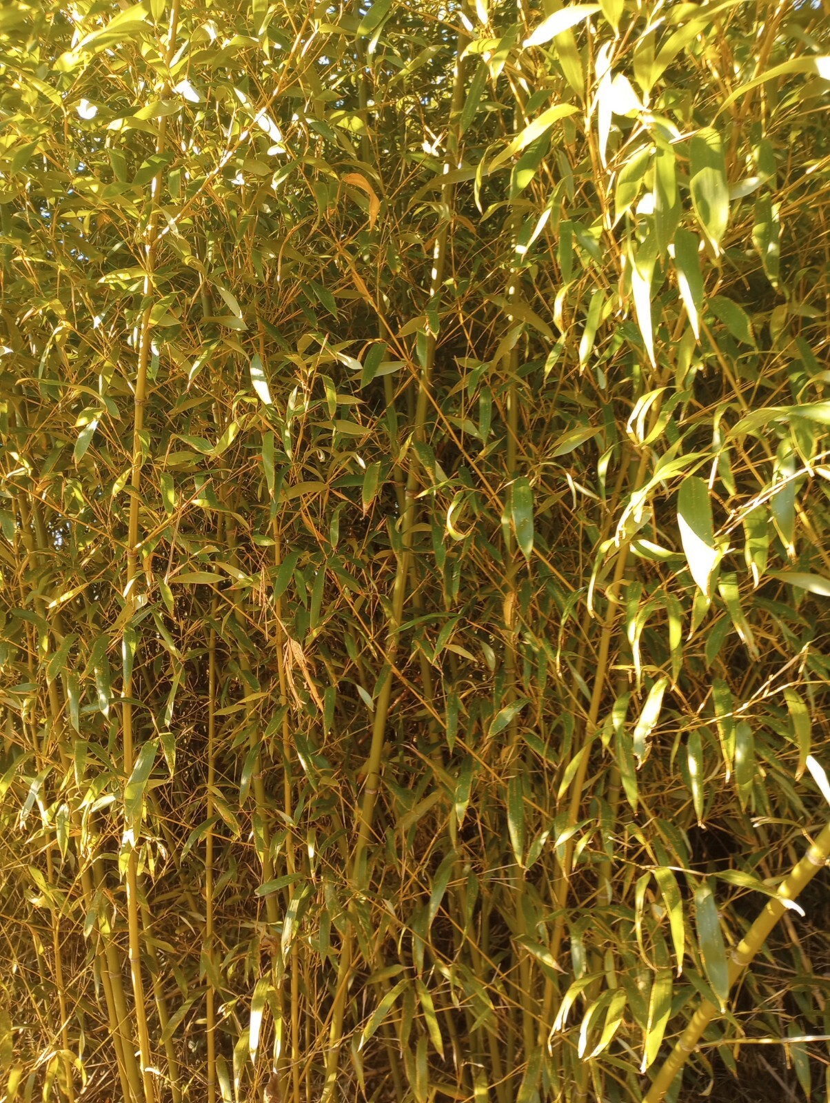 10 Bamboo 12" Poles Variety Sizes Decoration Tiki 1' Make Your Own Bee Hive