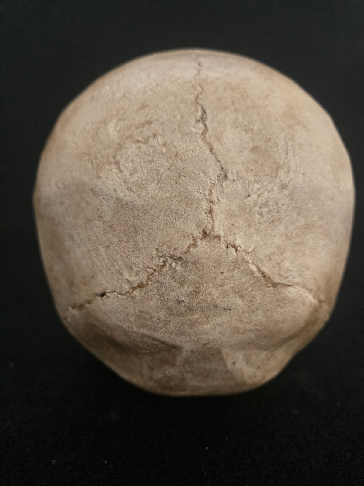 Skull Human Replica- Realistic Life Size- Momento Mori