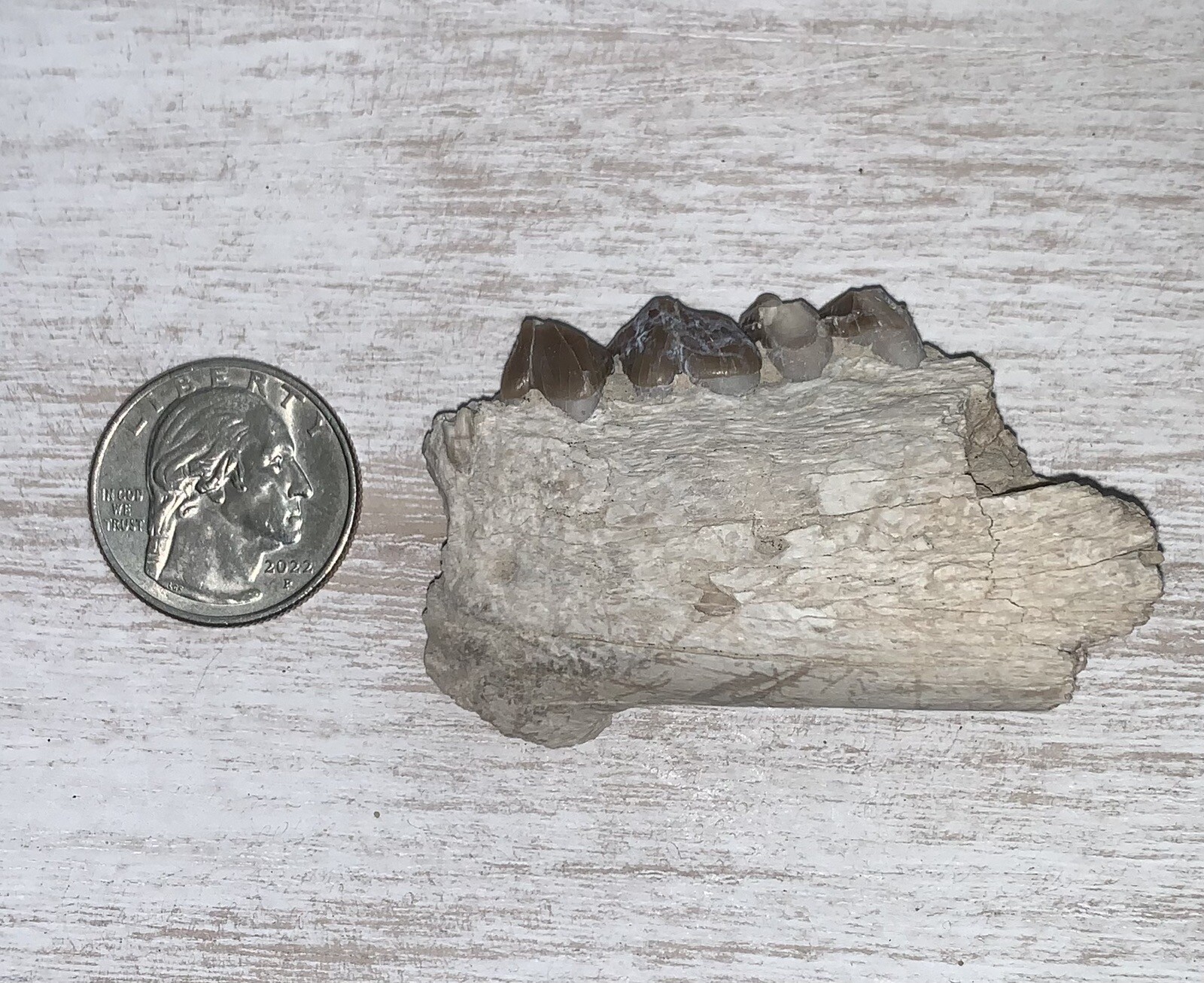 Fossil Merycoidodon Oreodont Teeth In Jaw, White River Badlands,