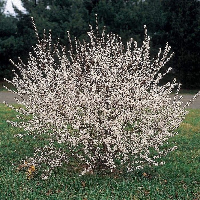 1 DORMANT Nanking Cheropugy bush cherry, rooted plant. Zones 4-8 Prunus tomentos