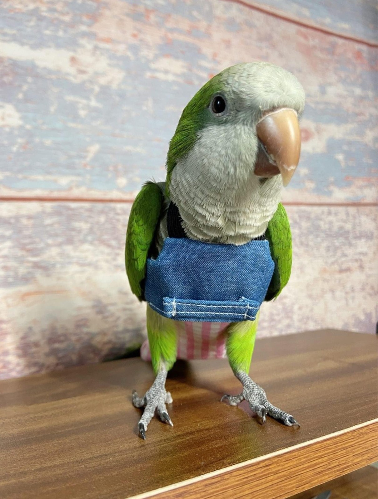 Bird Flight Harness Vest, Parrot Suit with Leash for Cockatiels Conures Budgi...
