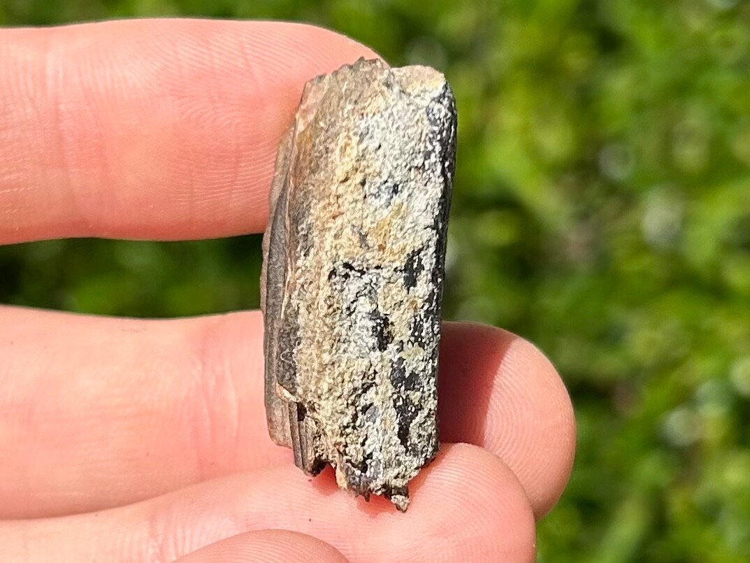 Fossil Horse Tooth Equus Pleistocene Ice Age Mammal Texas City Dike