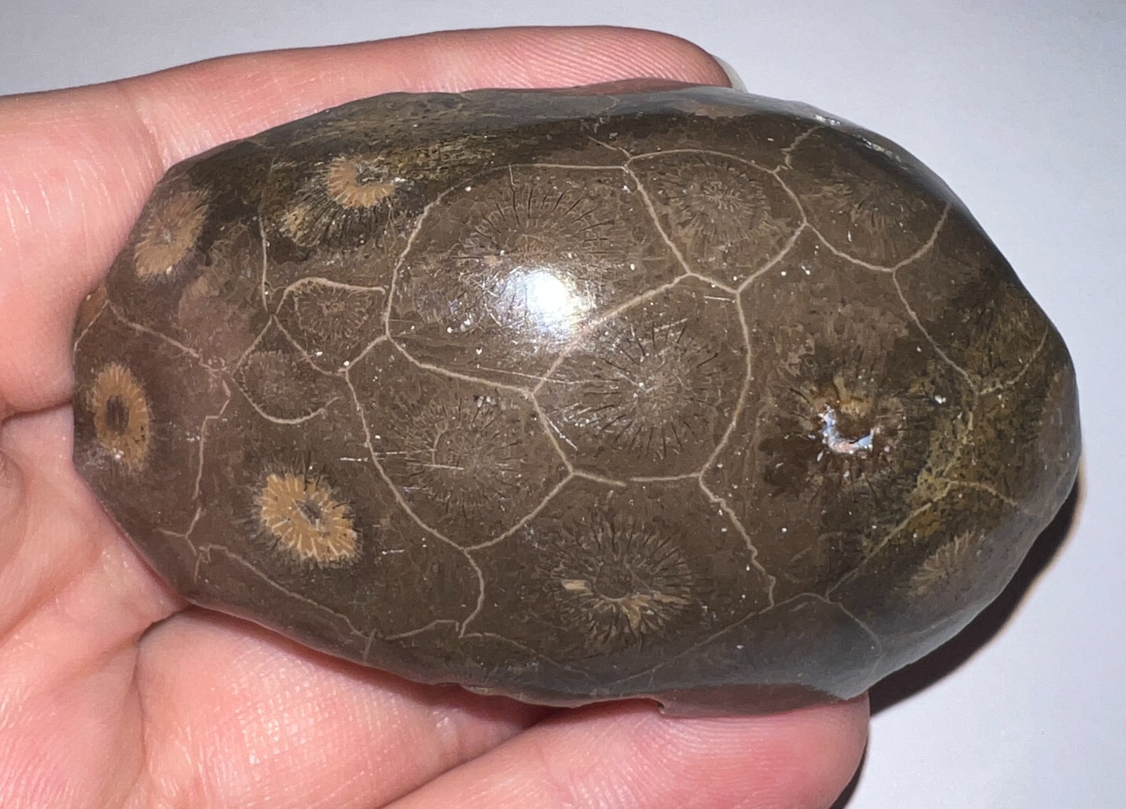 Moroccan Pre Dinosaur Fossil Polished Coral Lot 3 Inches One Per Order