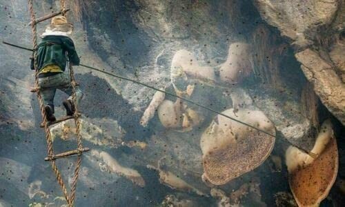 Wild Himalayan Honey Red Honey Nepal Honey 300 Gram From Lumjang Nepal Honey