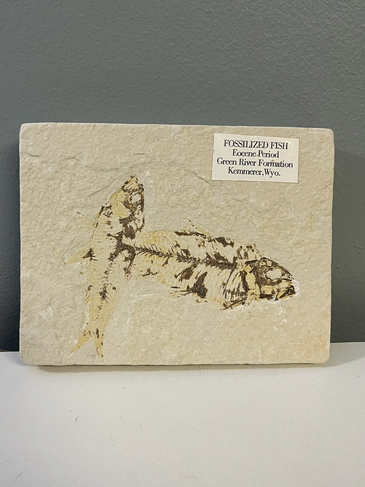 Fossil Fish Eocene Period - Green River Formation Kemmerer Wyoming Double Fossil