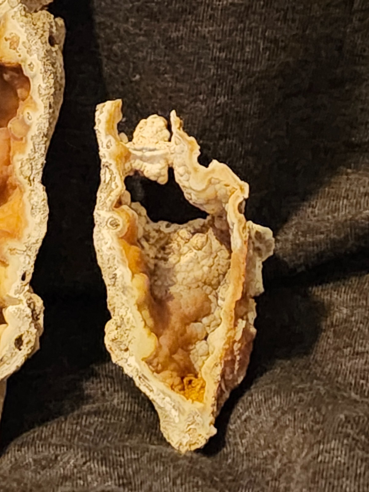 Florida Agatized Coral Fossil Pair, unpolished Chalcedony Fluorescent!