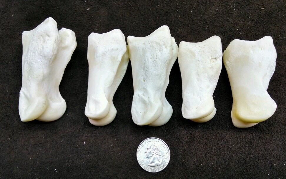 5 Buffalo Bison First Phalanges Foot Knuckle Bones