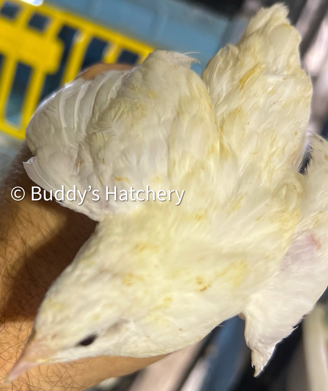 24 Button Quail Fertile Hatching Eggs Quail