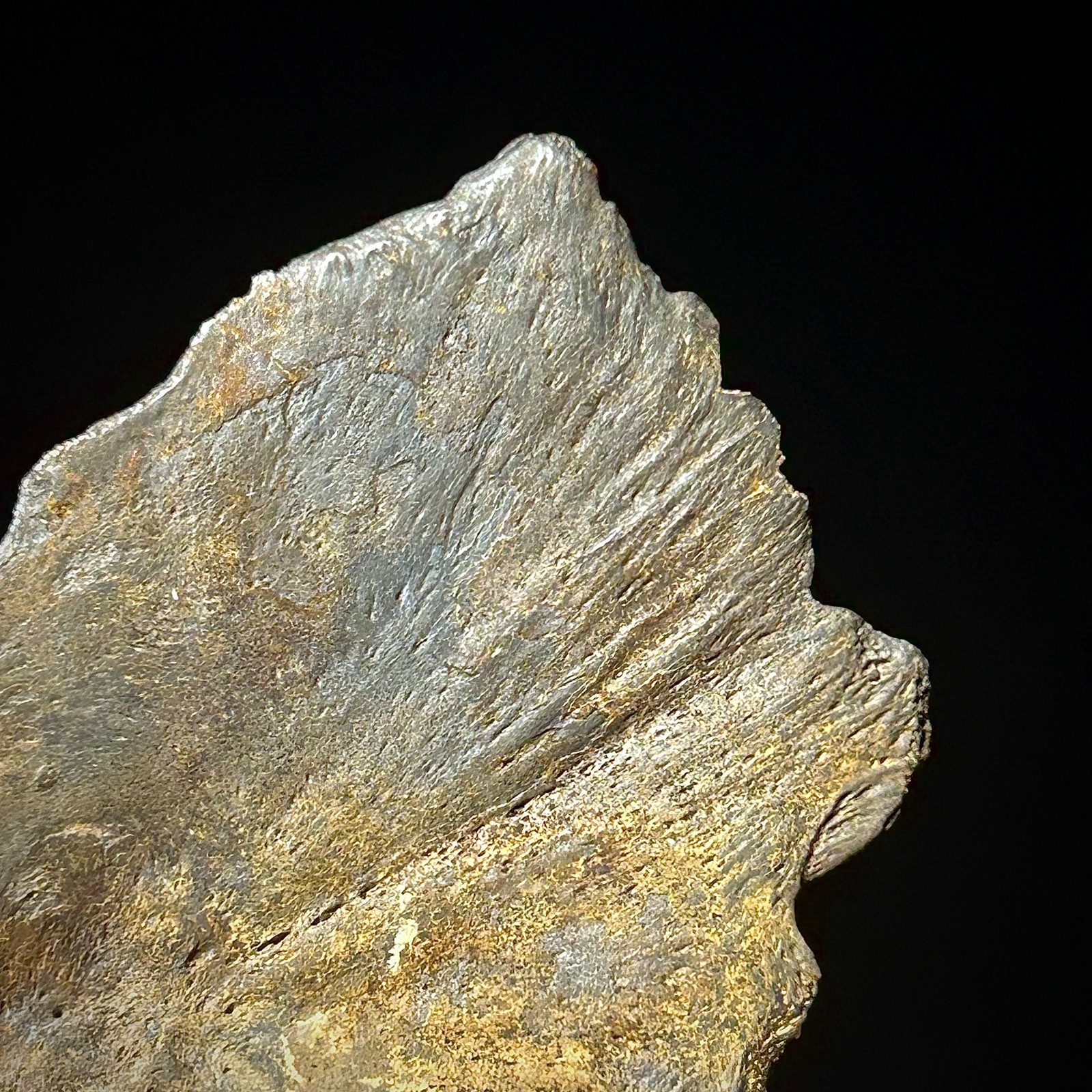 Atlantic Sturgeon Scute (Acipenser cf. oxyrinchus) 1.93" Bony Fish Fossil Dermal