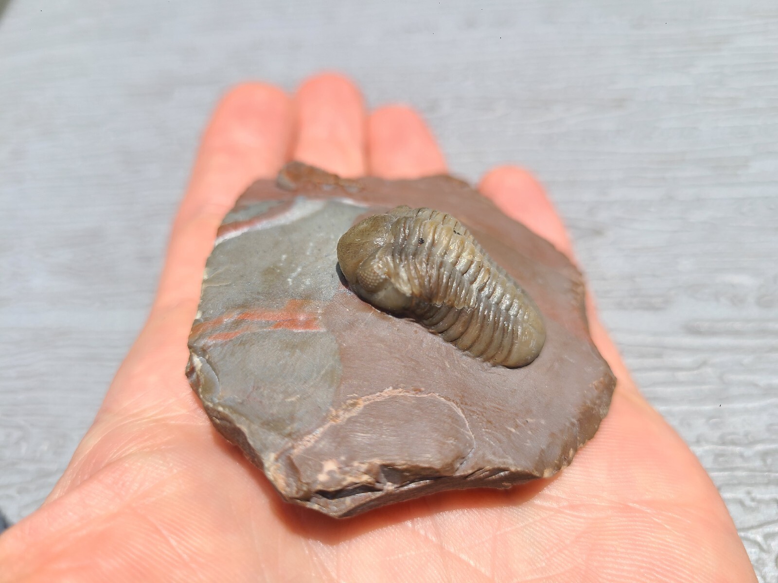 Top prep Basseiarges and Austerops fossil Devonian from Jorf beautiful color