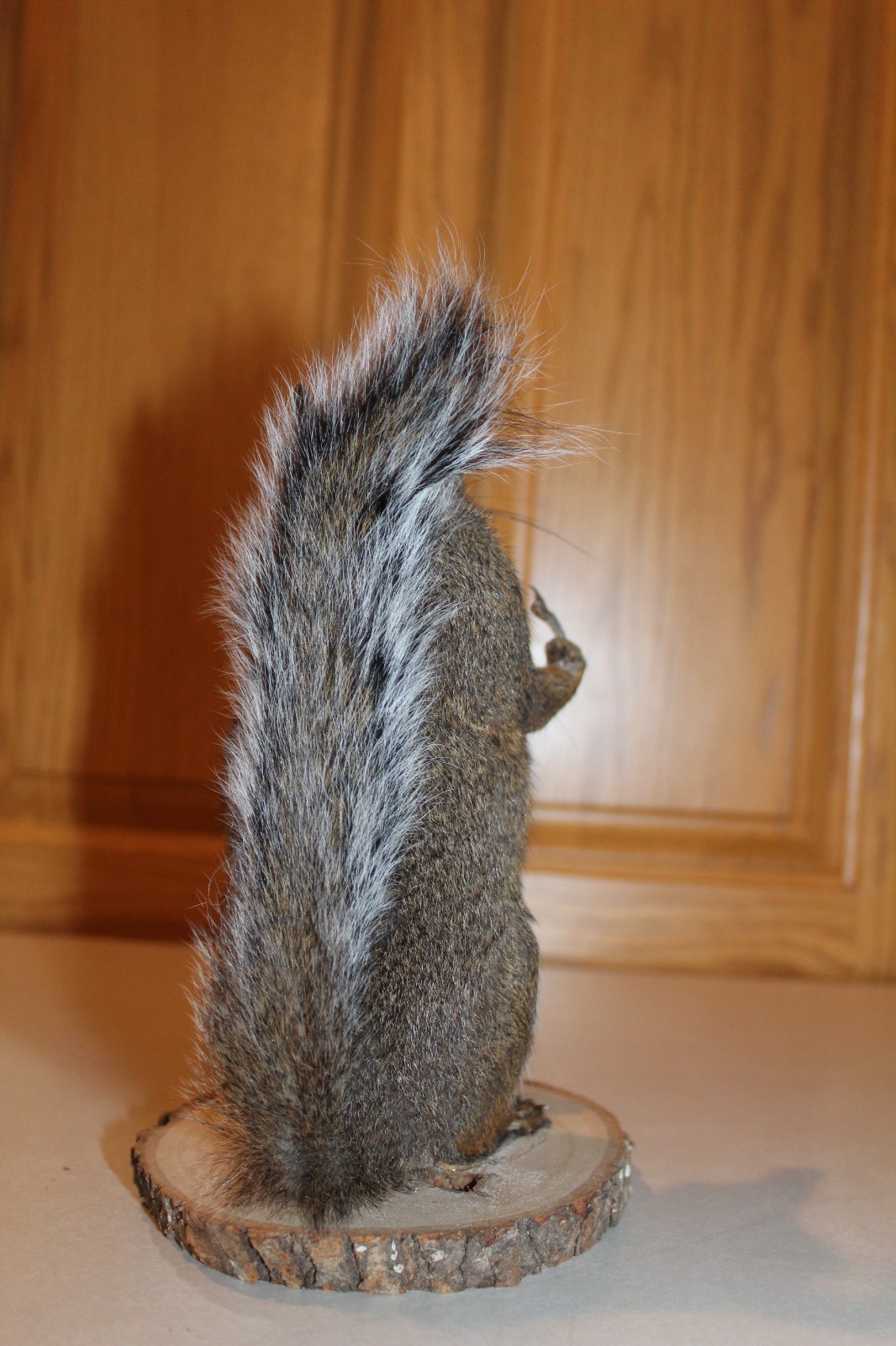 Taxidermy Naughty Squirrel Mount Novelty Present Whitetail Deer Log Cabin Decor