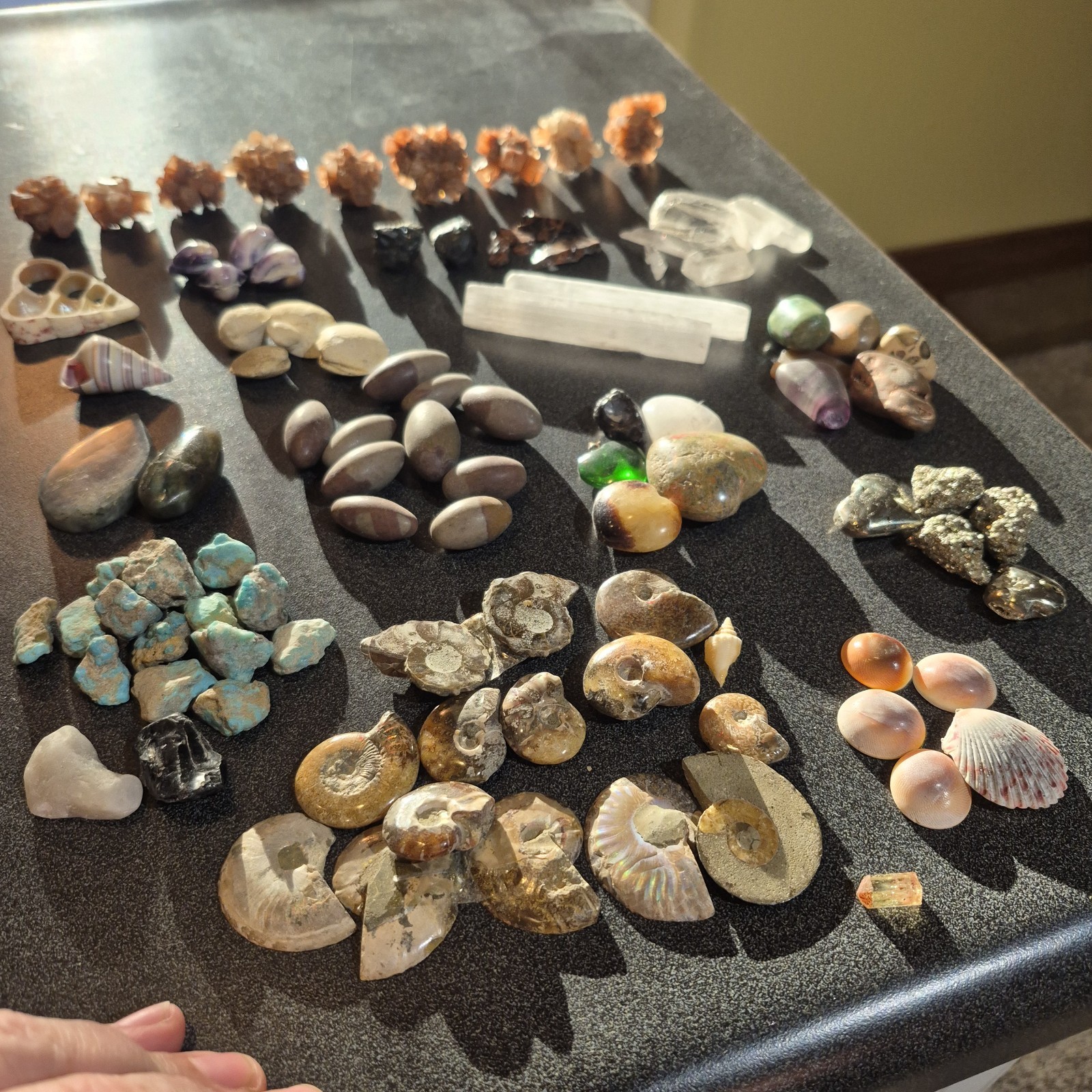 Ammonite Fossils, Crystals, Mineral Specimens, Shells, Cabochons Mixed Lot