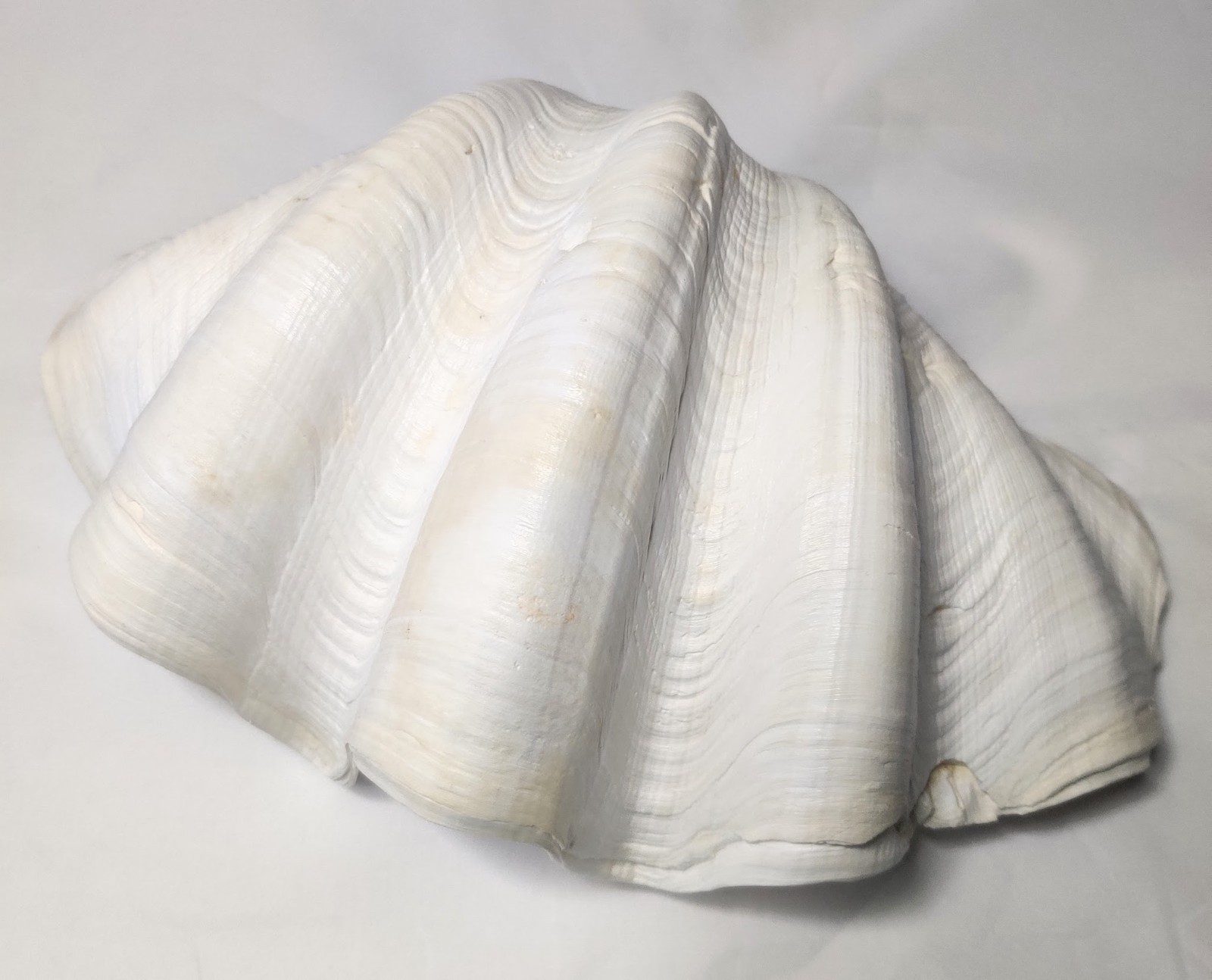 5 LB Large Tridacna Gigas Real Clam Sea Shell Natural Specimen 12”x 8”x 4”
