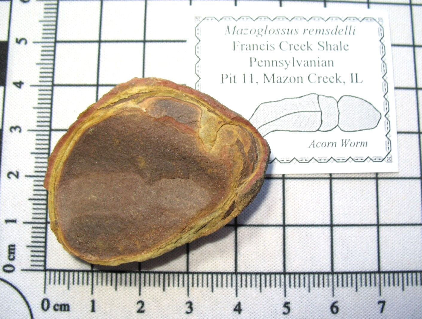 Pennsylvanian Carboniferous Mazon Creek fossil - Mazoglossus acorn worm #8