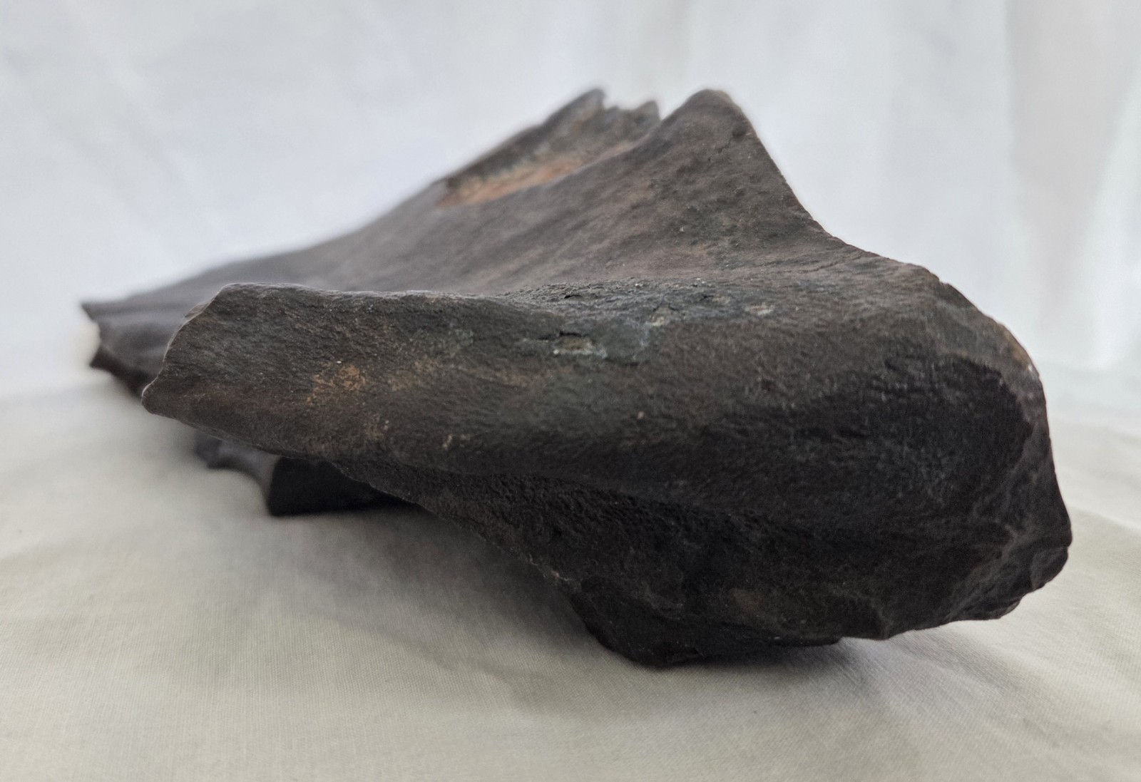 Genuine Woolly Mammoth Tooth Molar Fossil 6.5" Long