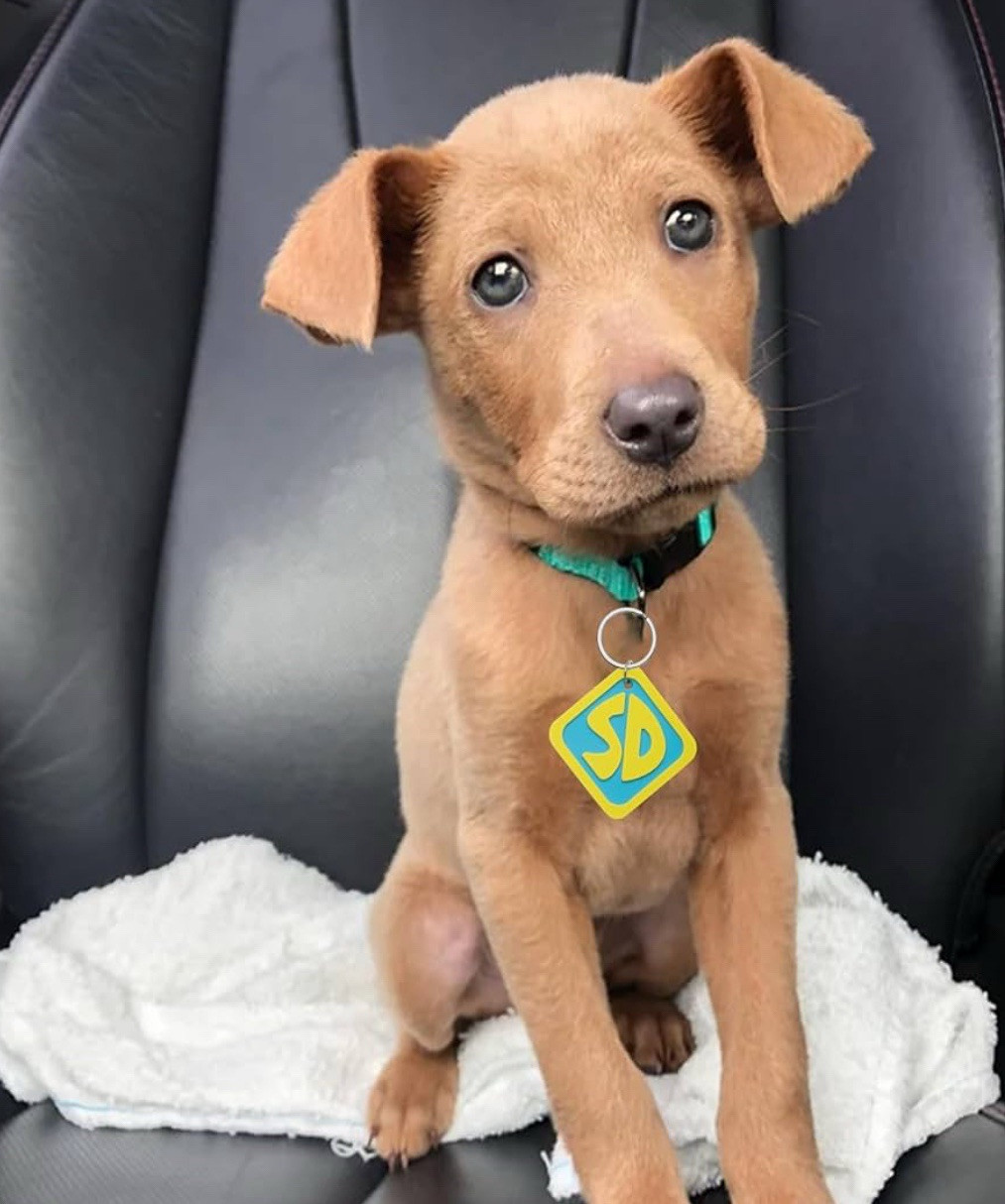 Scooby doo dog Tag Key Chain Charm Key Charm Where Are You Collectible