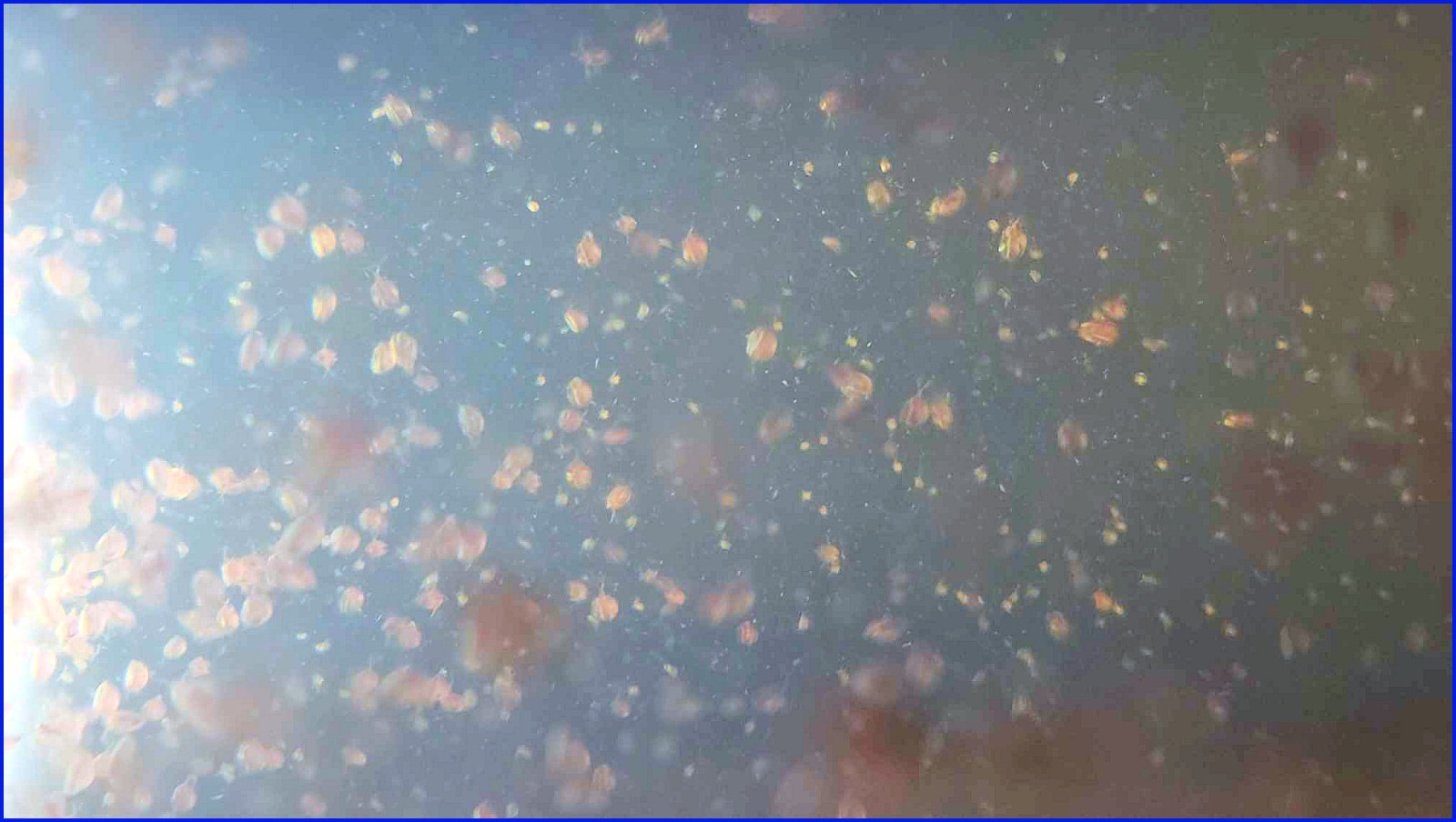 (Buy 2 Get 1 FREE) 500+ Live Daphnia Magna 500+ (FREE SHIPPING)