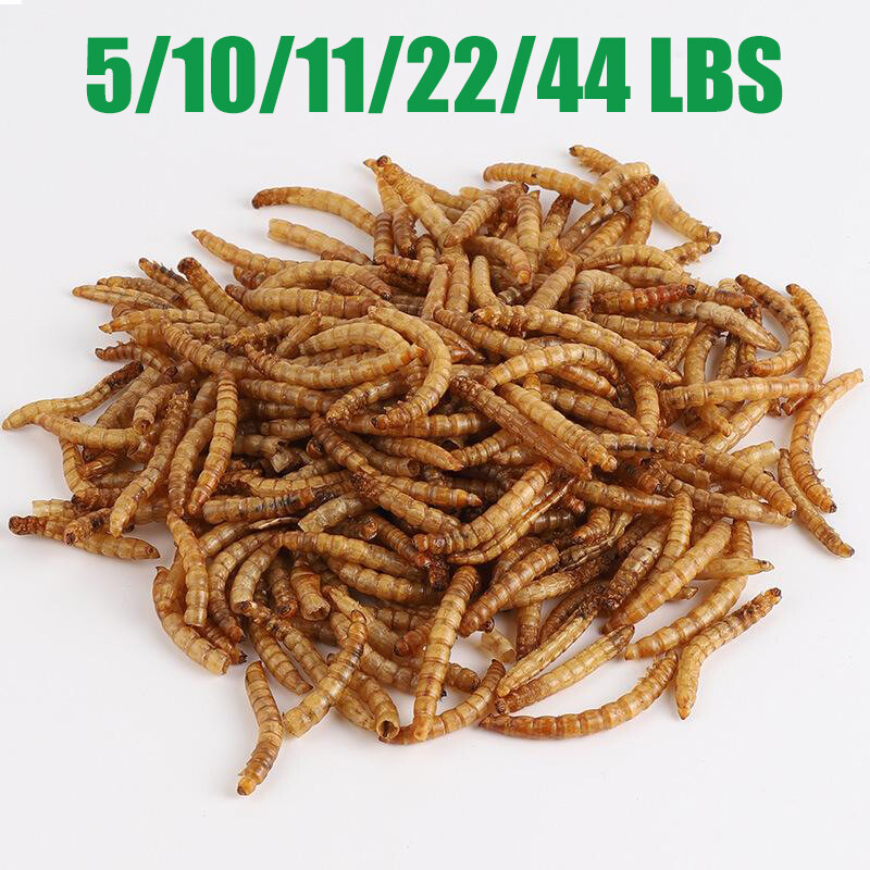 LOT Dried Mealworms Non-GMO Fit Wild Birds Chickens Hen Fish Reptile 0.6-44 LBS