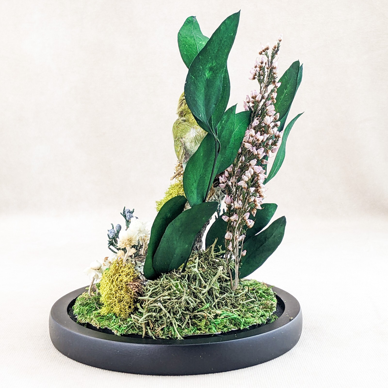 Gouldian Finch Glass Dome Floral Display Taxidermy Oddities Curiosity decor gift