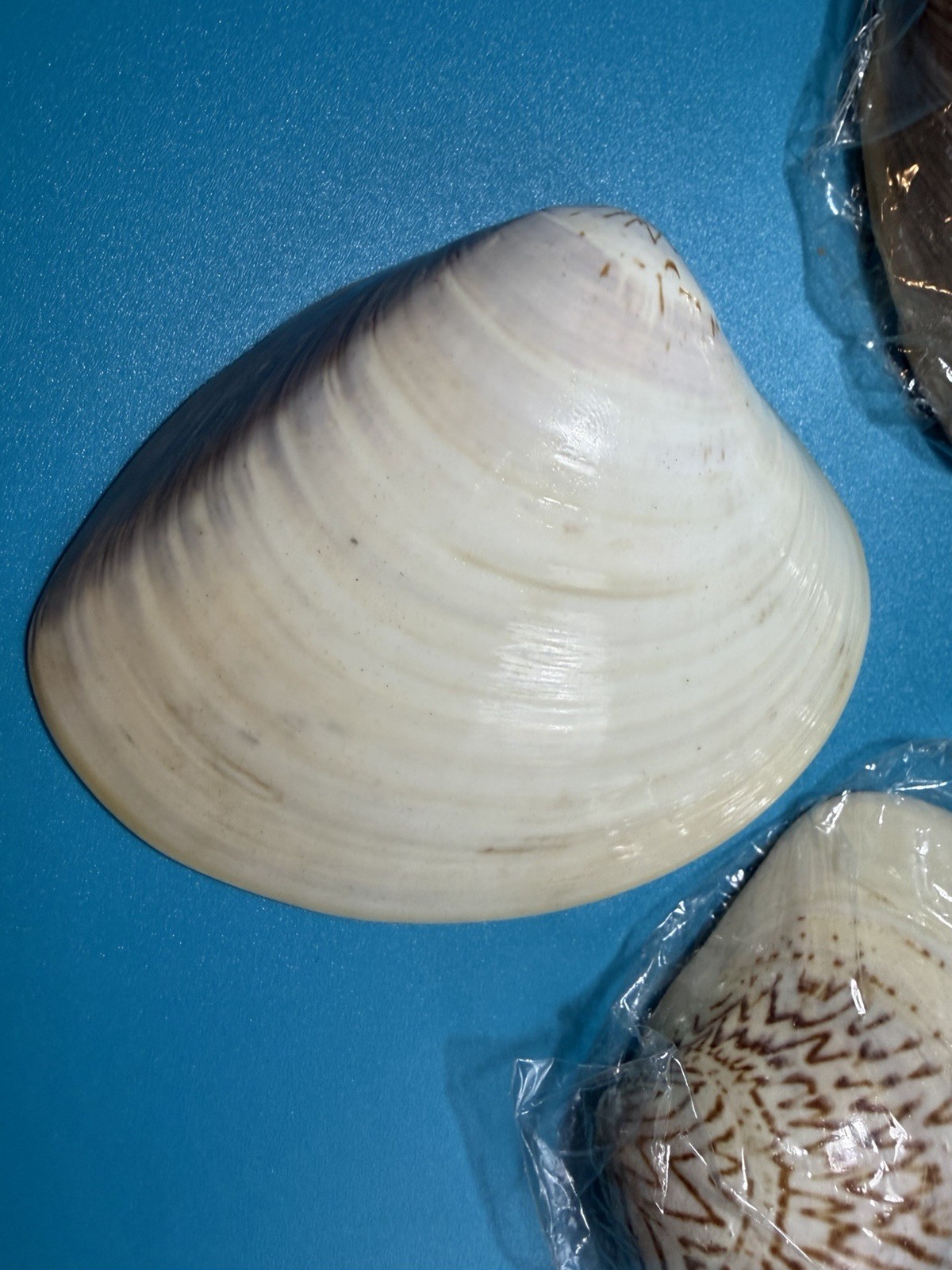 Meiji Period Real Natural Lacquered Seashells Lot Of 7