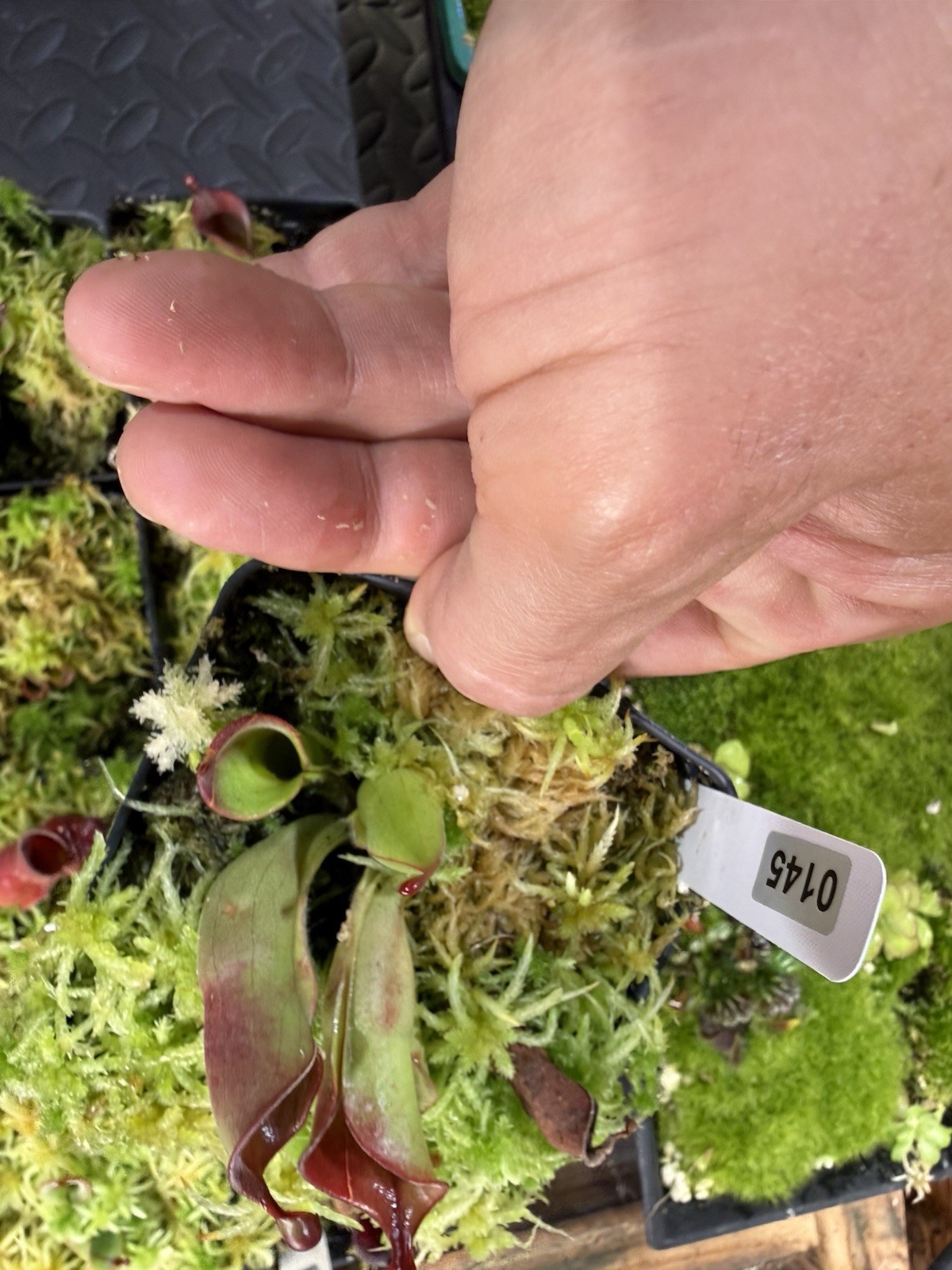 Heliamphora Minor X Cherry Top