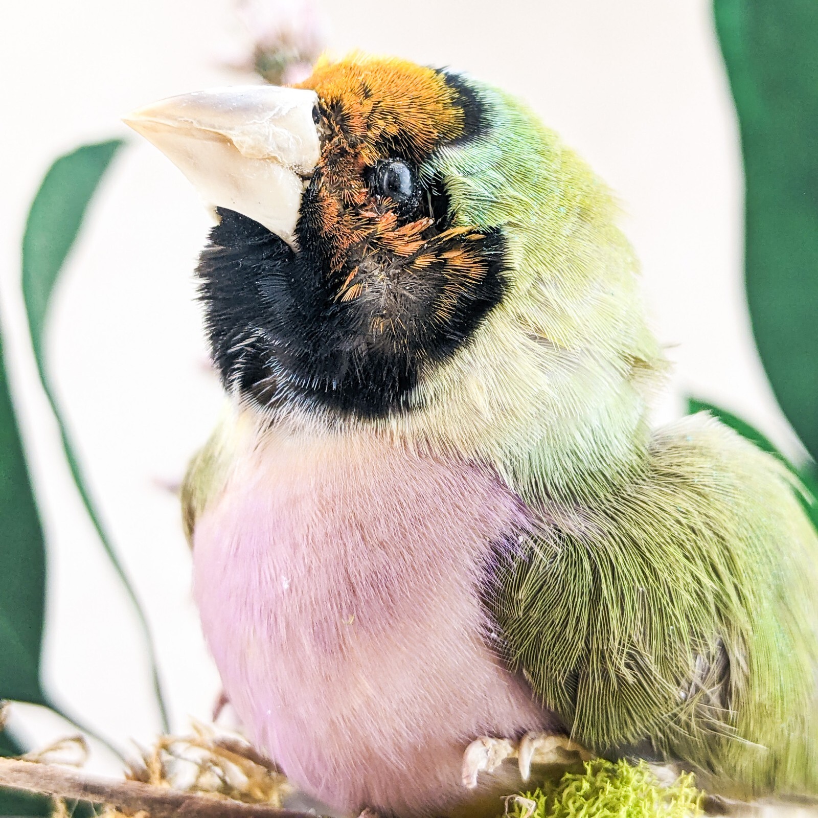 Gouldian Finch Glass Dome Floral Display Taxidermy Oddities Curiosity decor gift