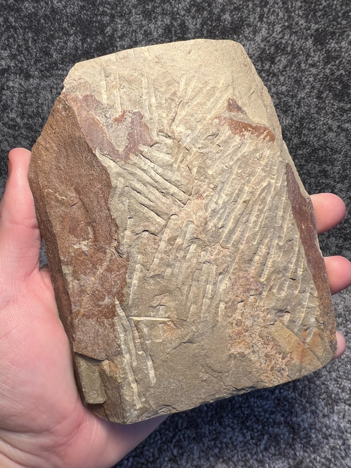 Symphysurus sp. Trilobite Fossil – Well-Preserved Specimen